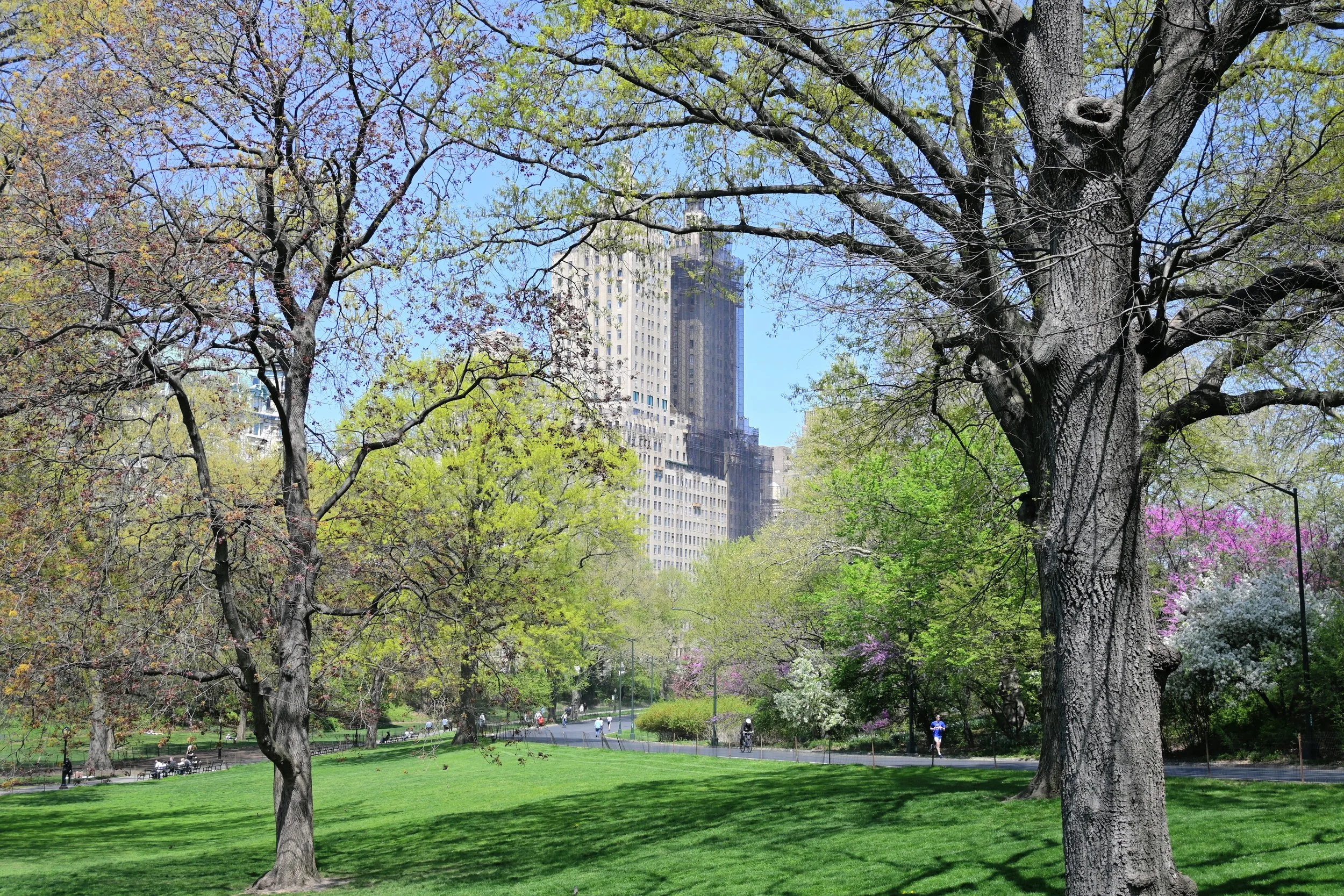 A photo by Christina Sarelakos of Central Park with trees, grass, and pedestrians, with tall skyscrapers in the background under a blue sky.