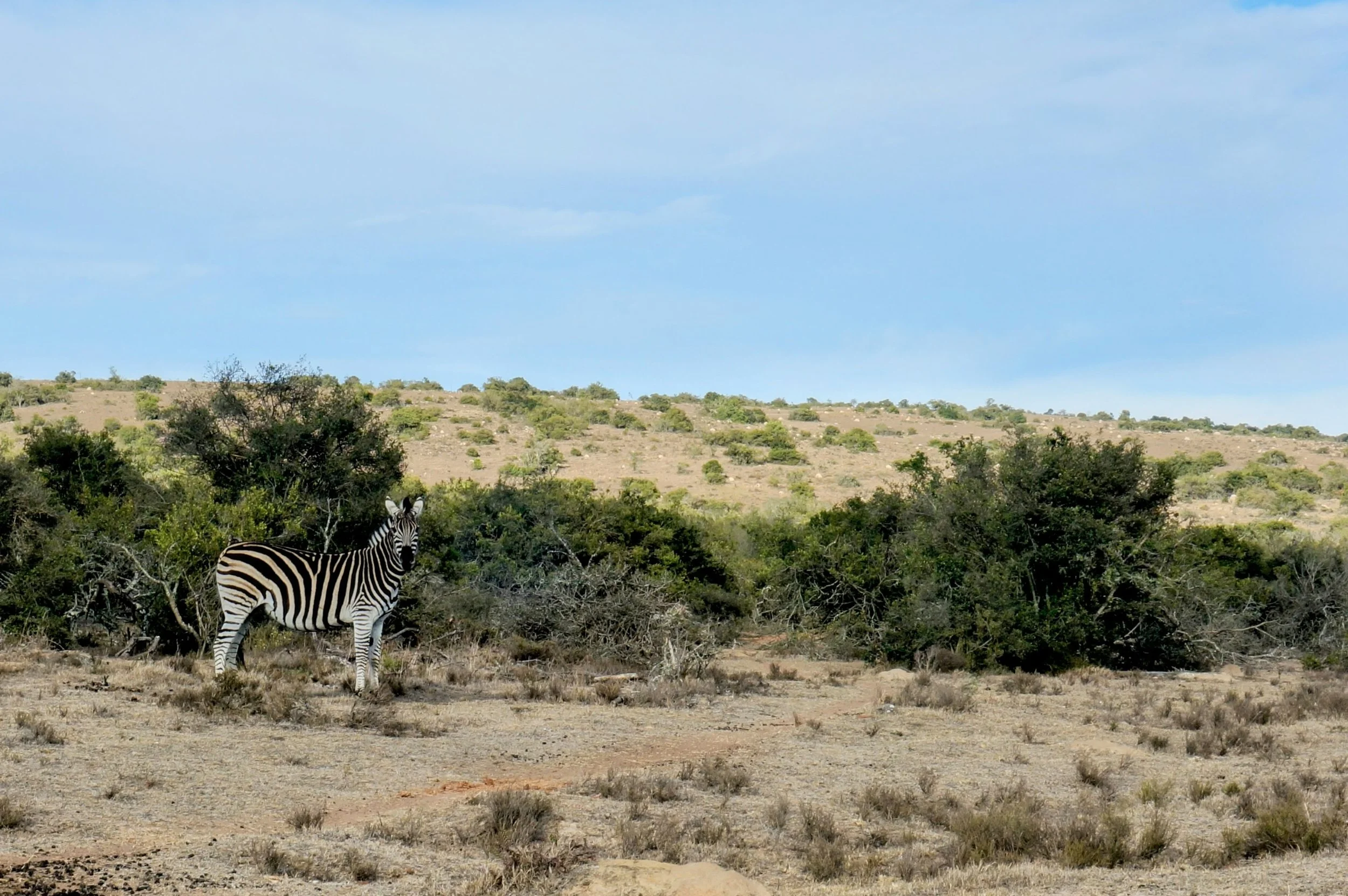 Zebra standing in a dry, bushy landscape with hills and sparse trees under a blue sky.