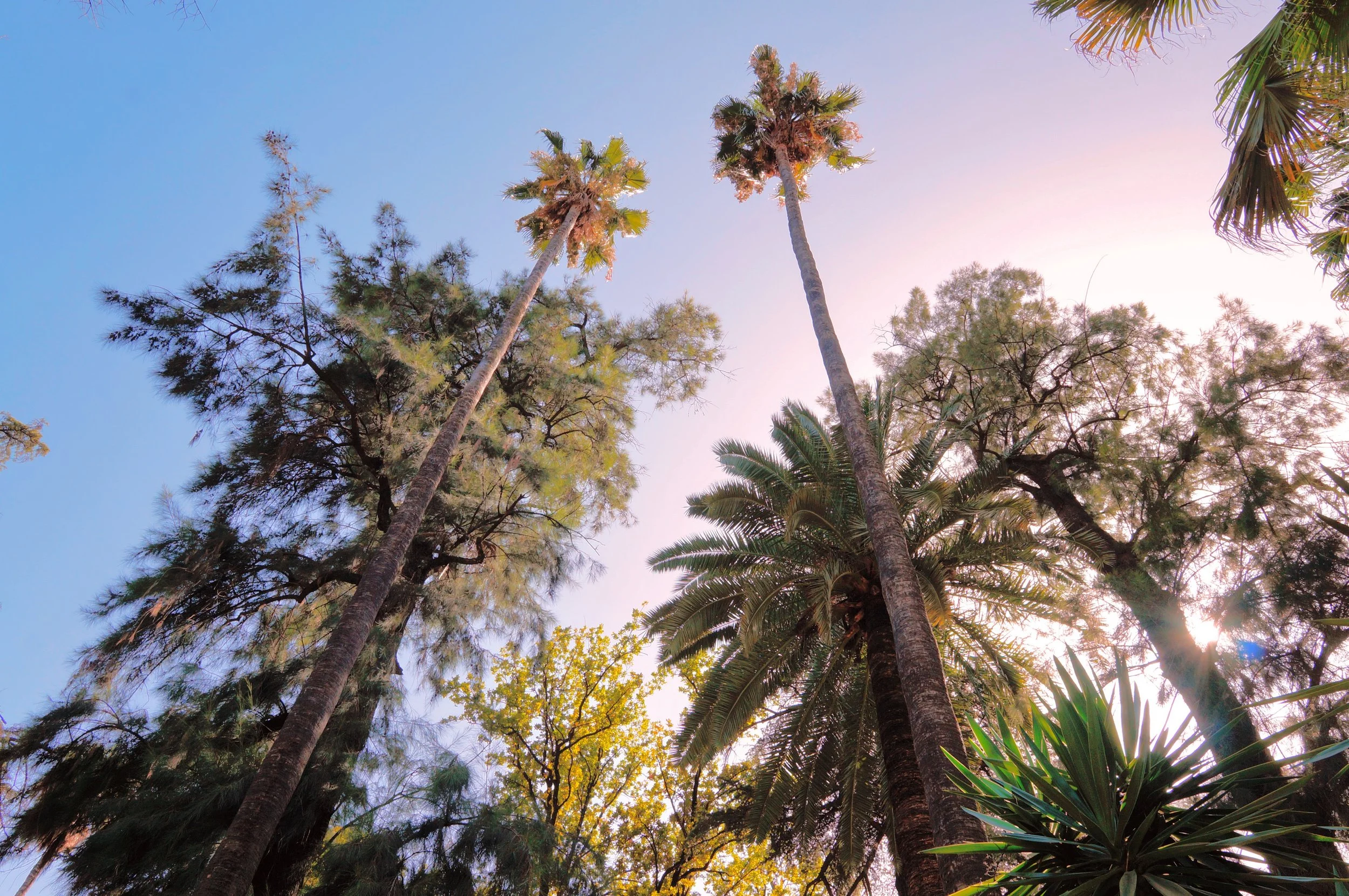 A photo by Christina Sarelakos looking up at tall palm and other trees against a blue sky with sunlight