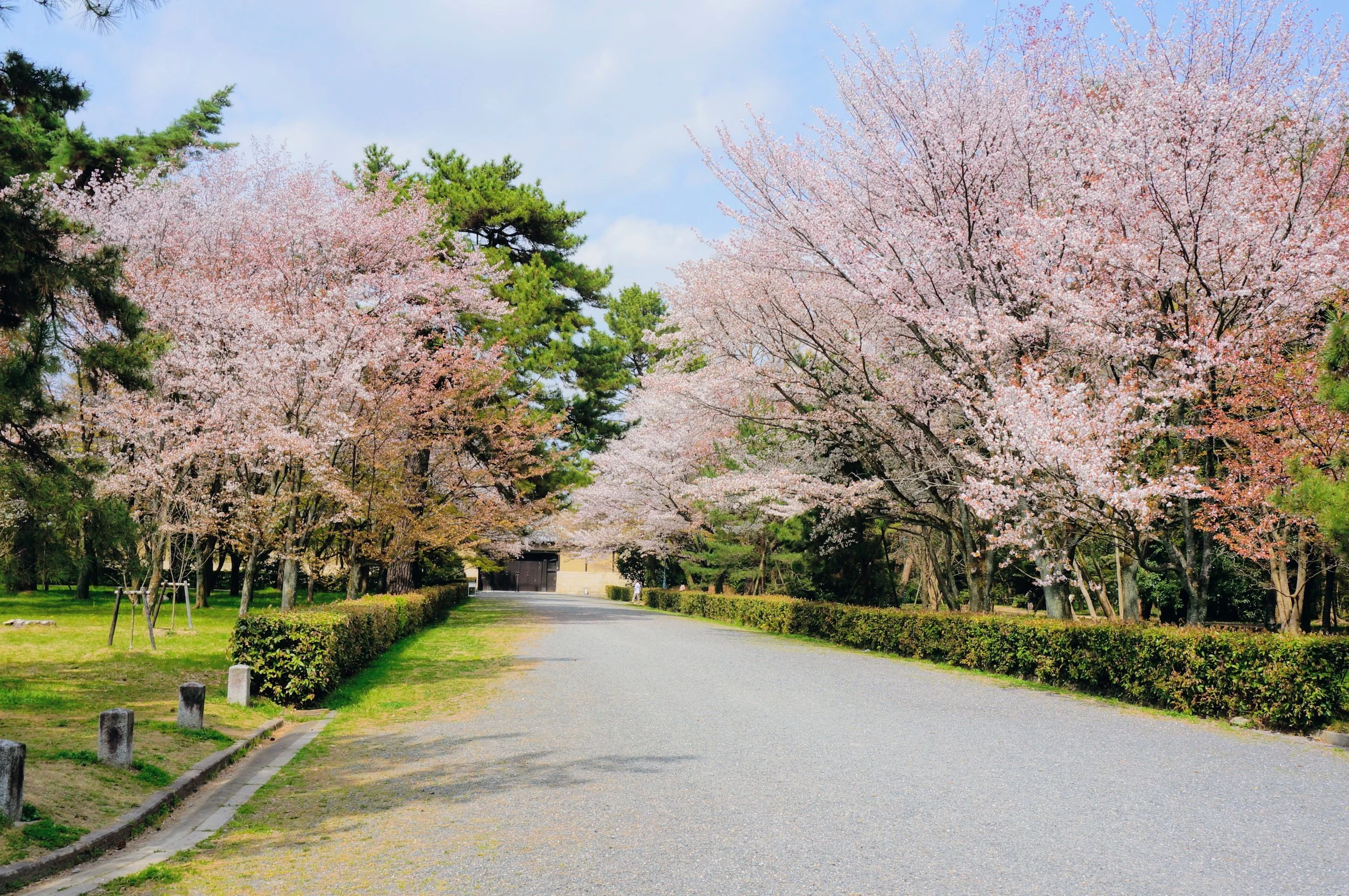 Pathway lined with blooming cherry blossom trees in a park under a blue sky.