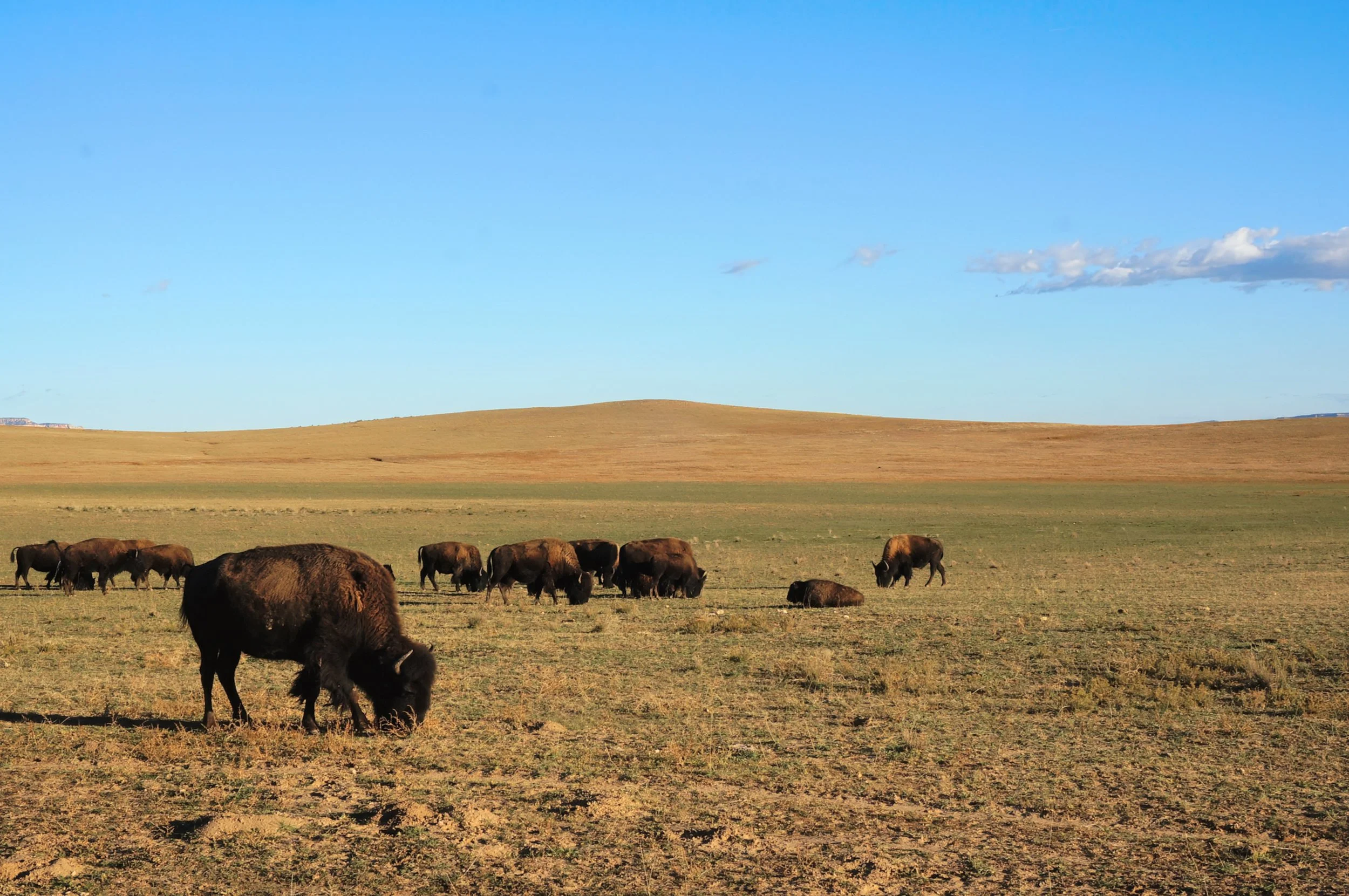 Bison grazing on a grassy plain under a clear blue sky with rolling hills in the background.
