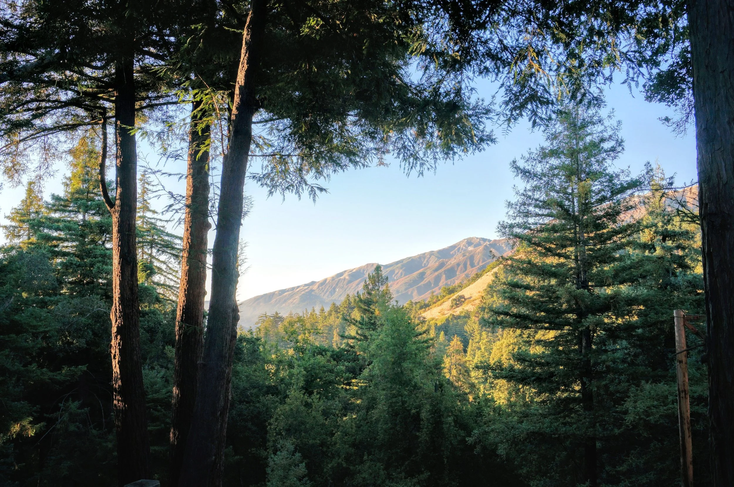 Forest scene with tall trees and a mountain view in the background under a clear sky.