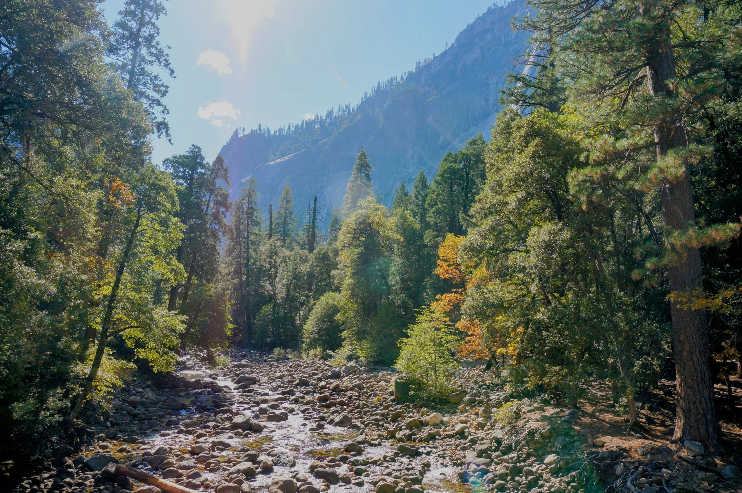 Scenic forest landscape with a rocky stream and sunlight filtering through trees, set against a mountain backdrop.