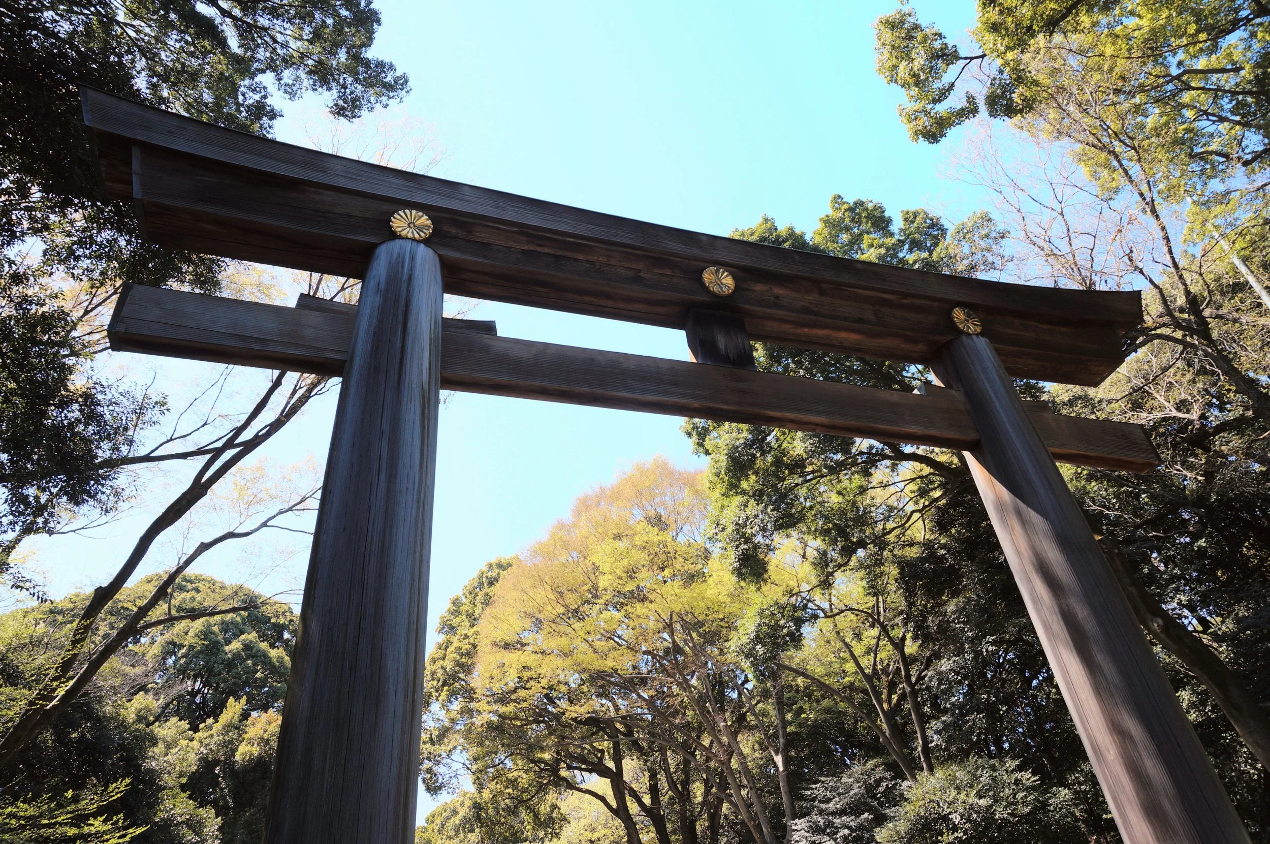 Photo taken by Christina Sarelakos of traditional Japanese torii gate with dark wood against a clear blue sky and green trees in the background in Tokyo.