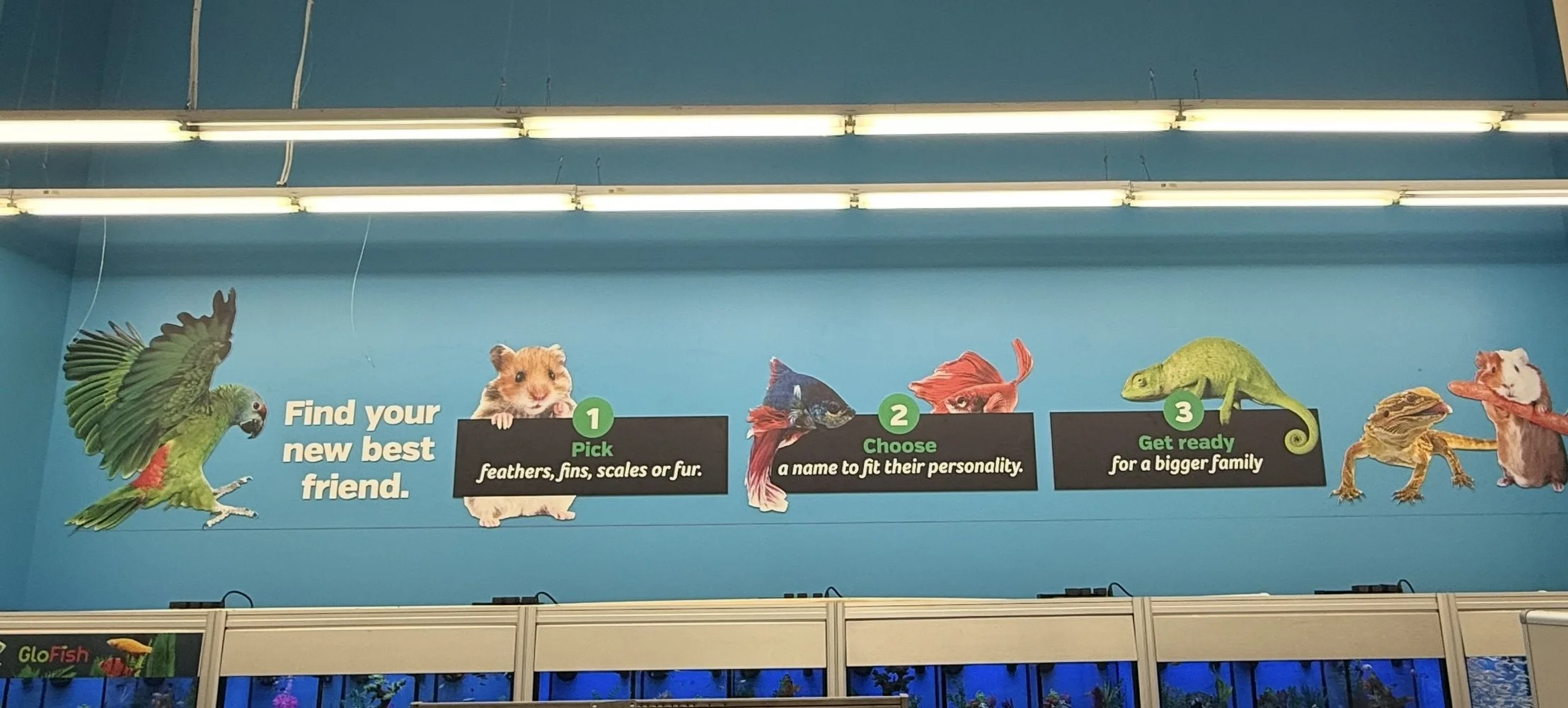 Pet store display with animals such as a parrot, hamster, fish, chameleon, and bearded dragon. Steps for choosing a pet are shown: 1. Pick feathers, fins, scales, or fur. 2. Choose a name. 3. Get ready for a bigger family.