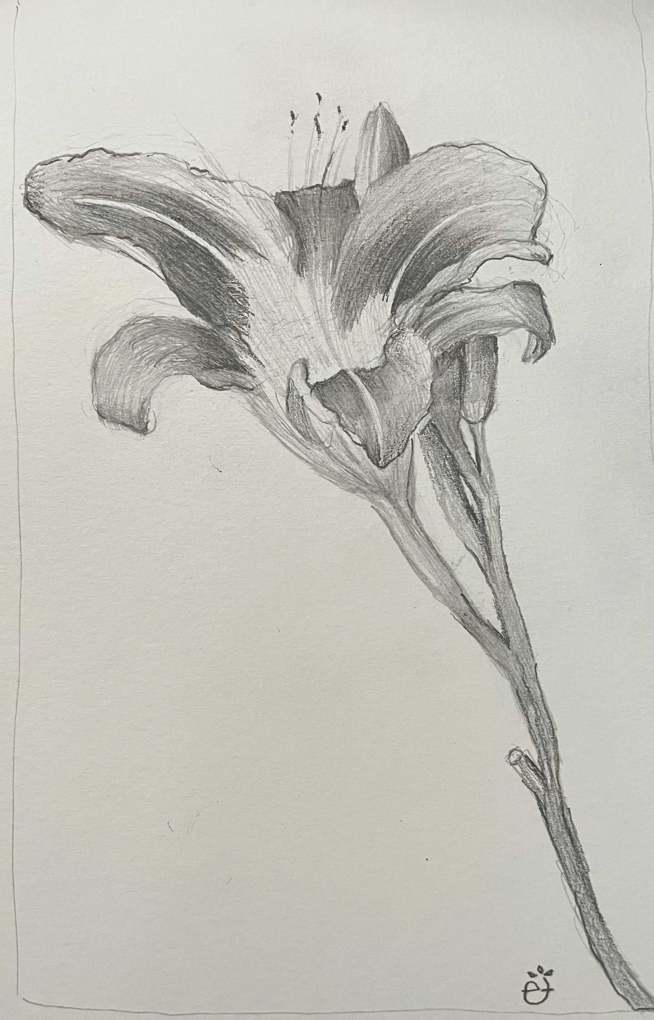 Daylilly, pencil on paper, 2024