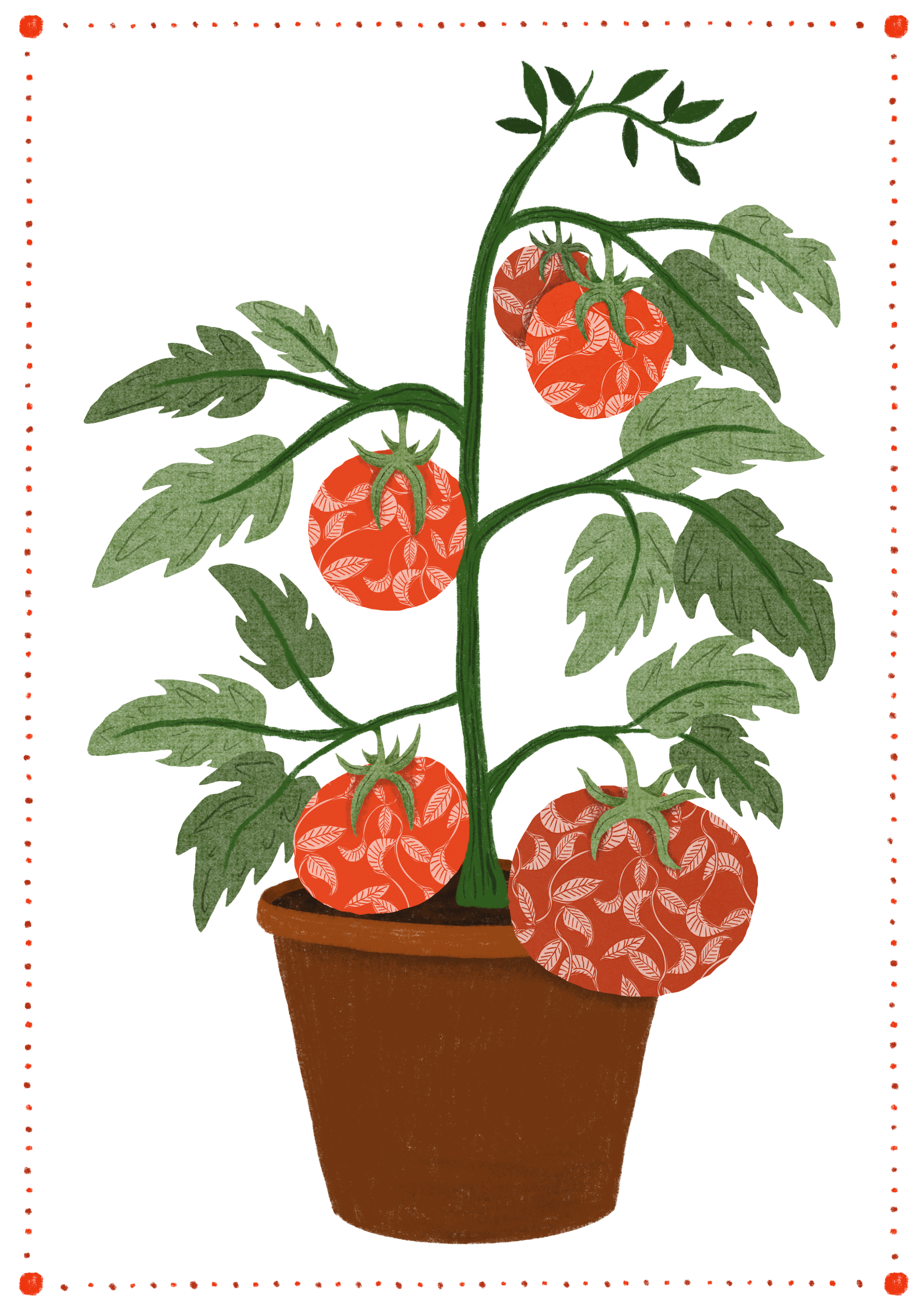Tomato_Plant.png