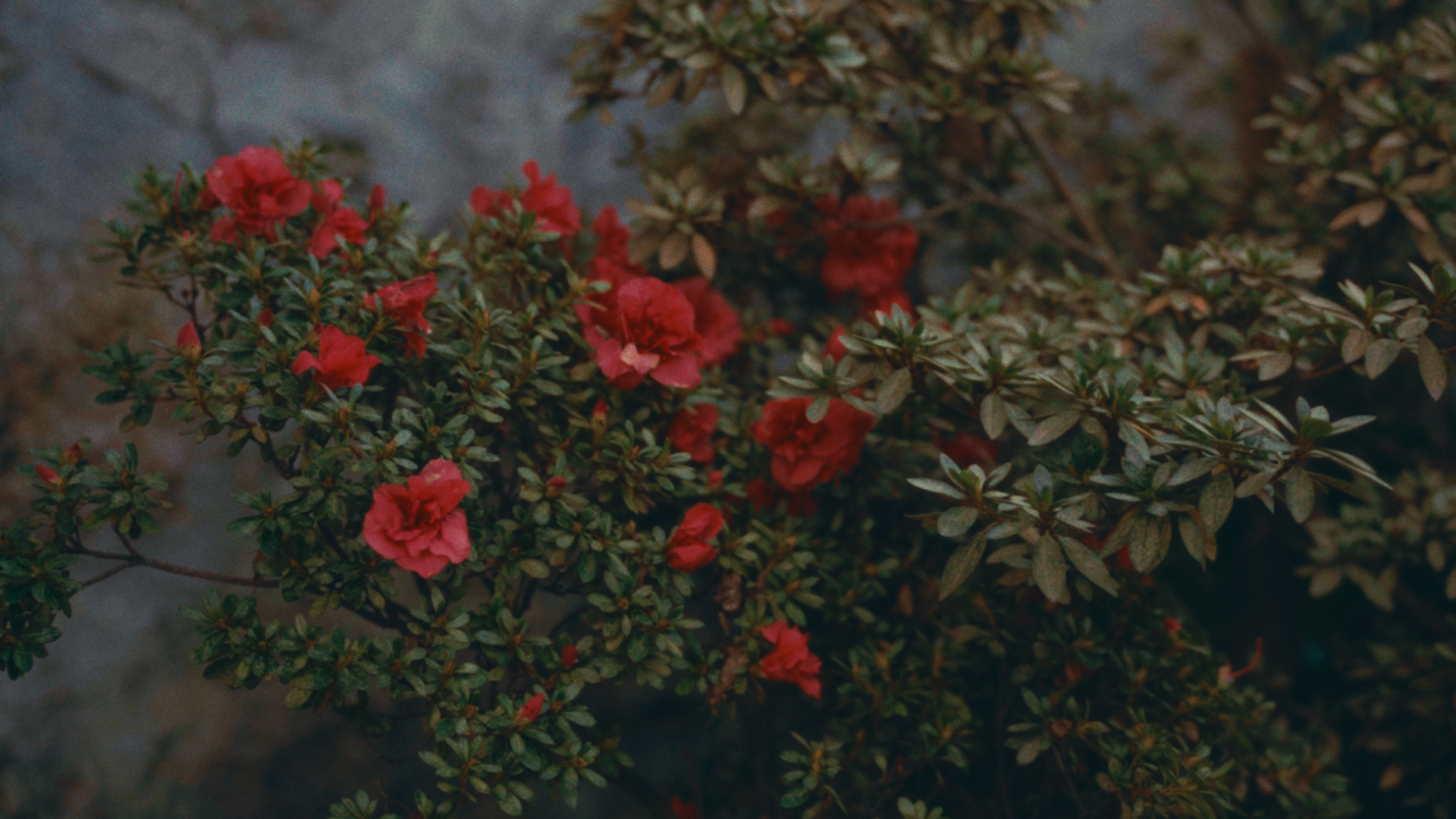 Still 2026-01-05 204212_1.11.1.png