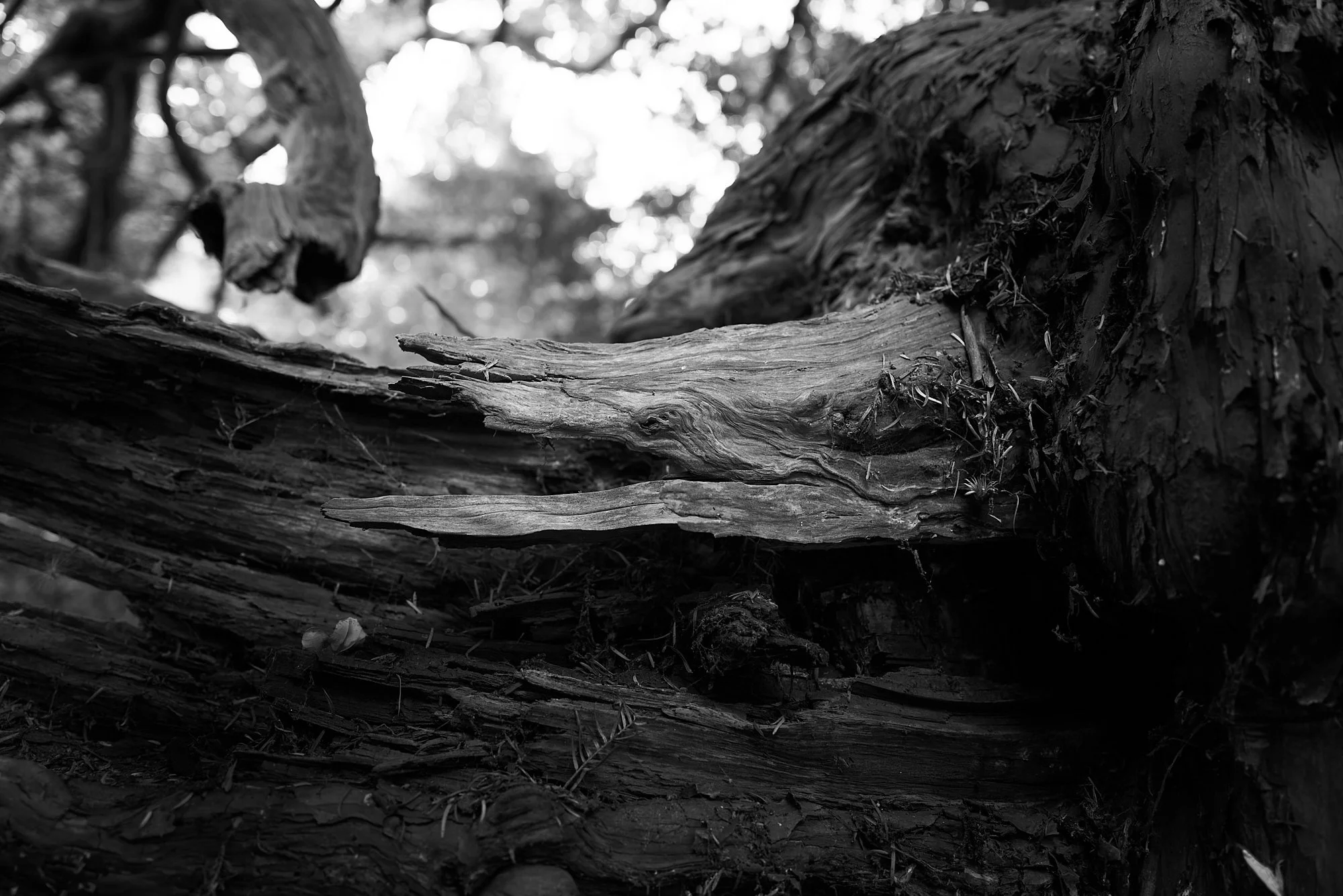 Yews 4.jpg