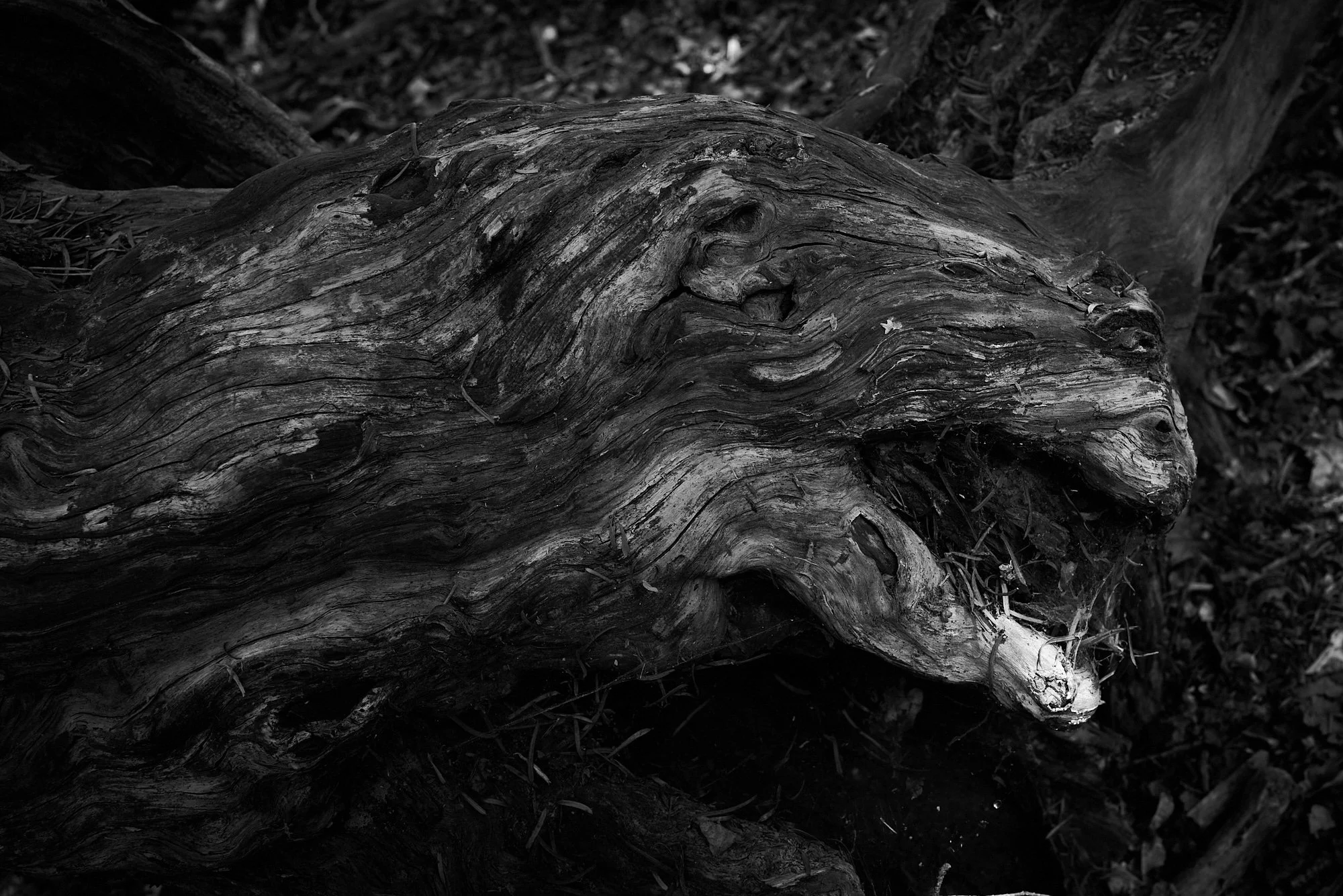 Yews 6.jpg