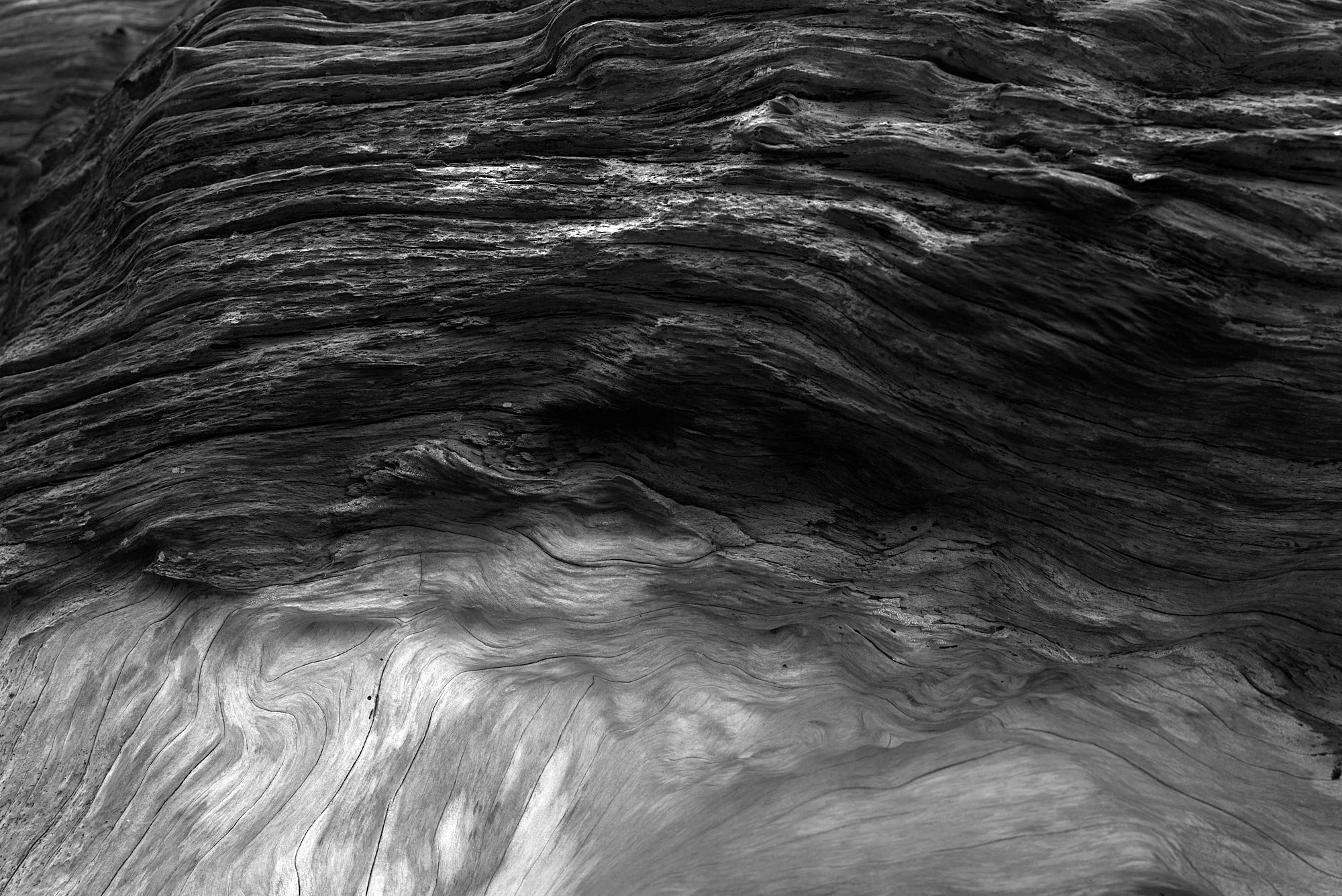 Whale Eye