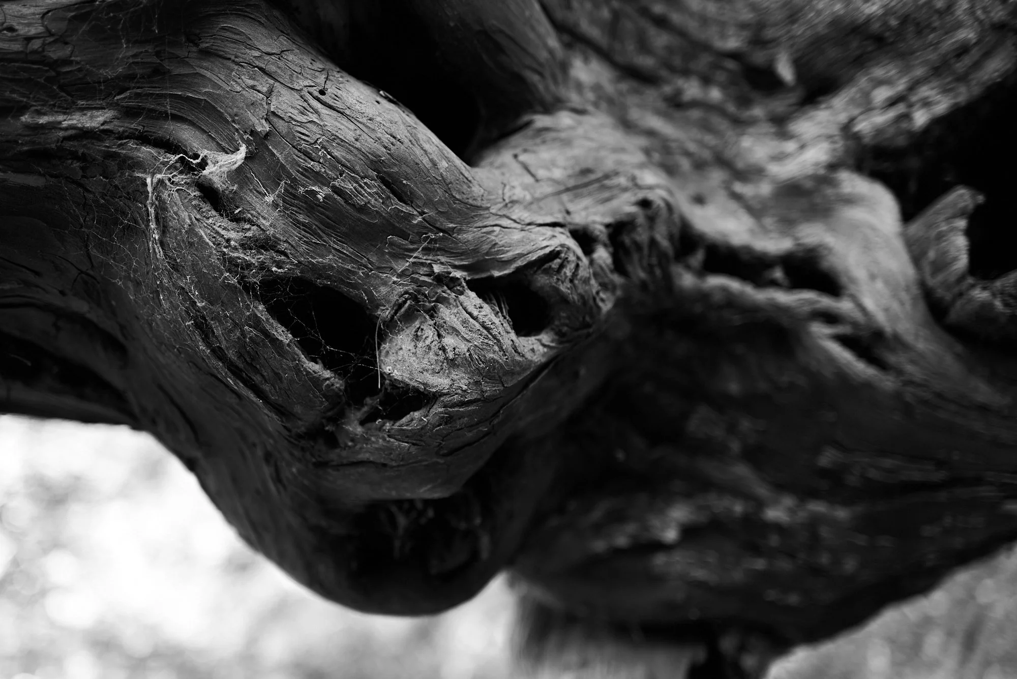 Yews 2.jpg