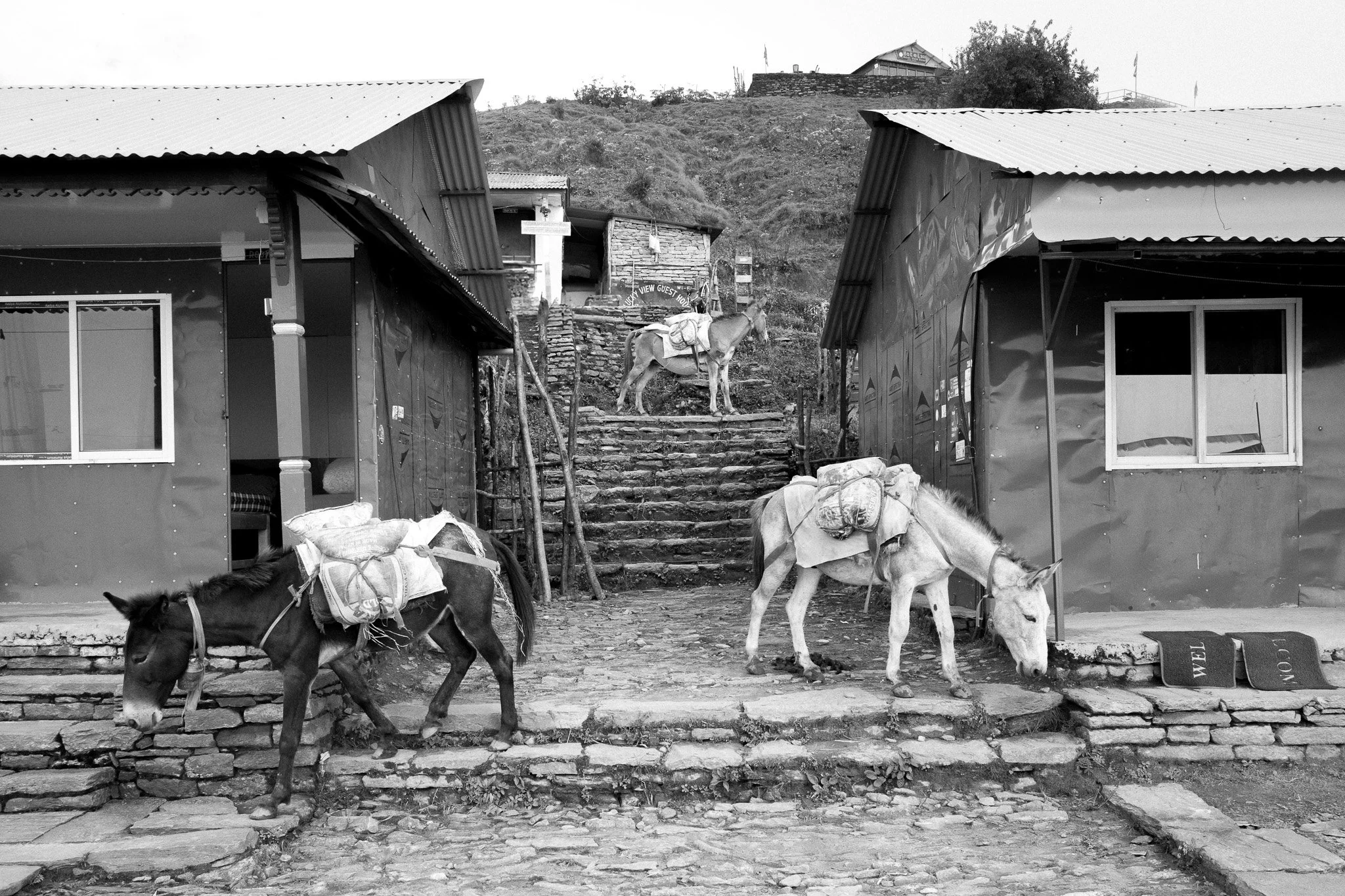 L1006221.jpg