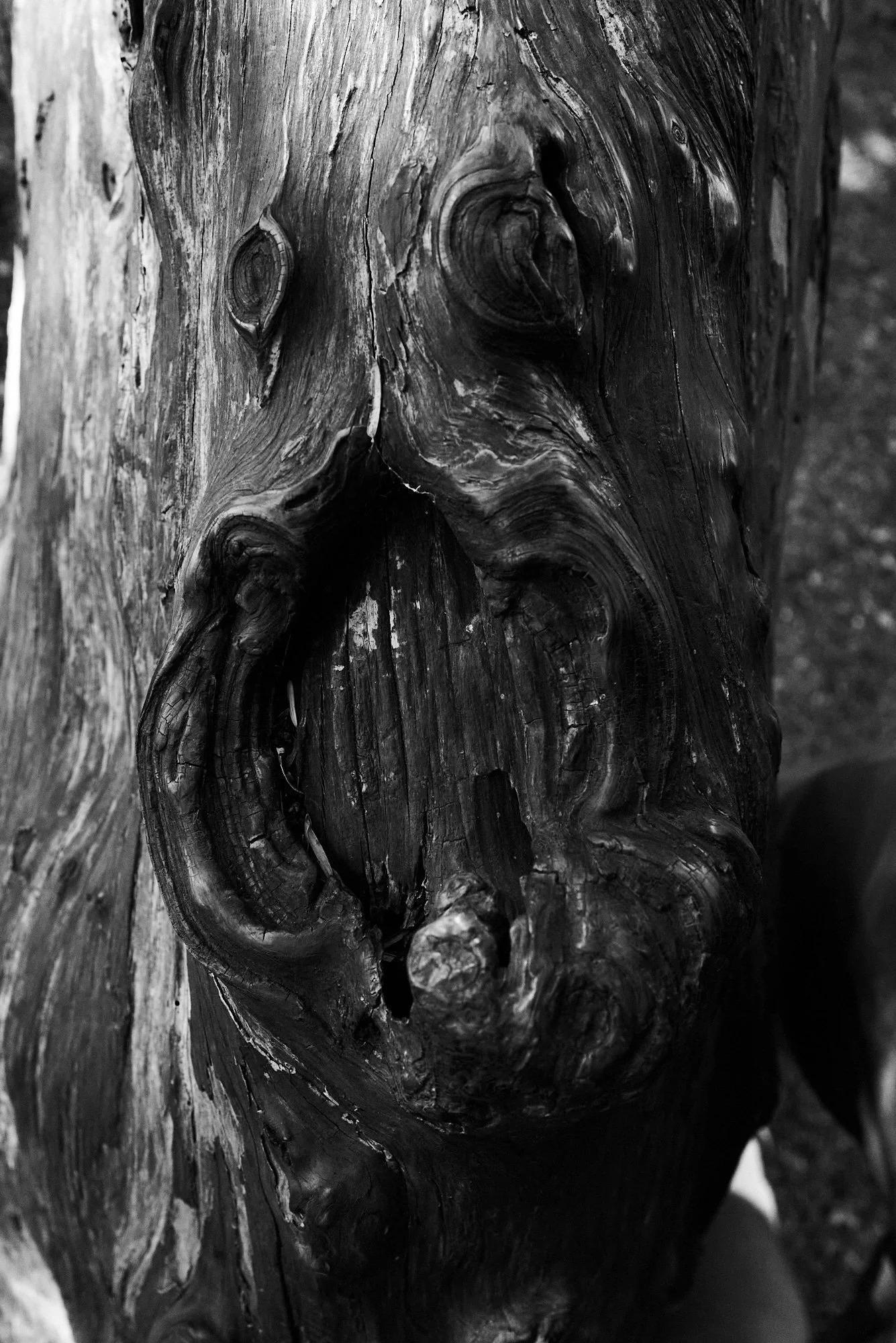 Yews 3.jpg