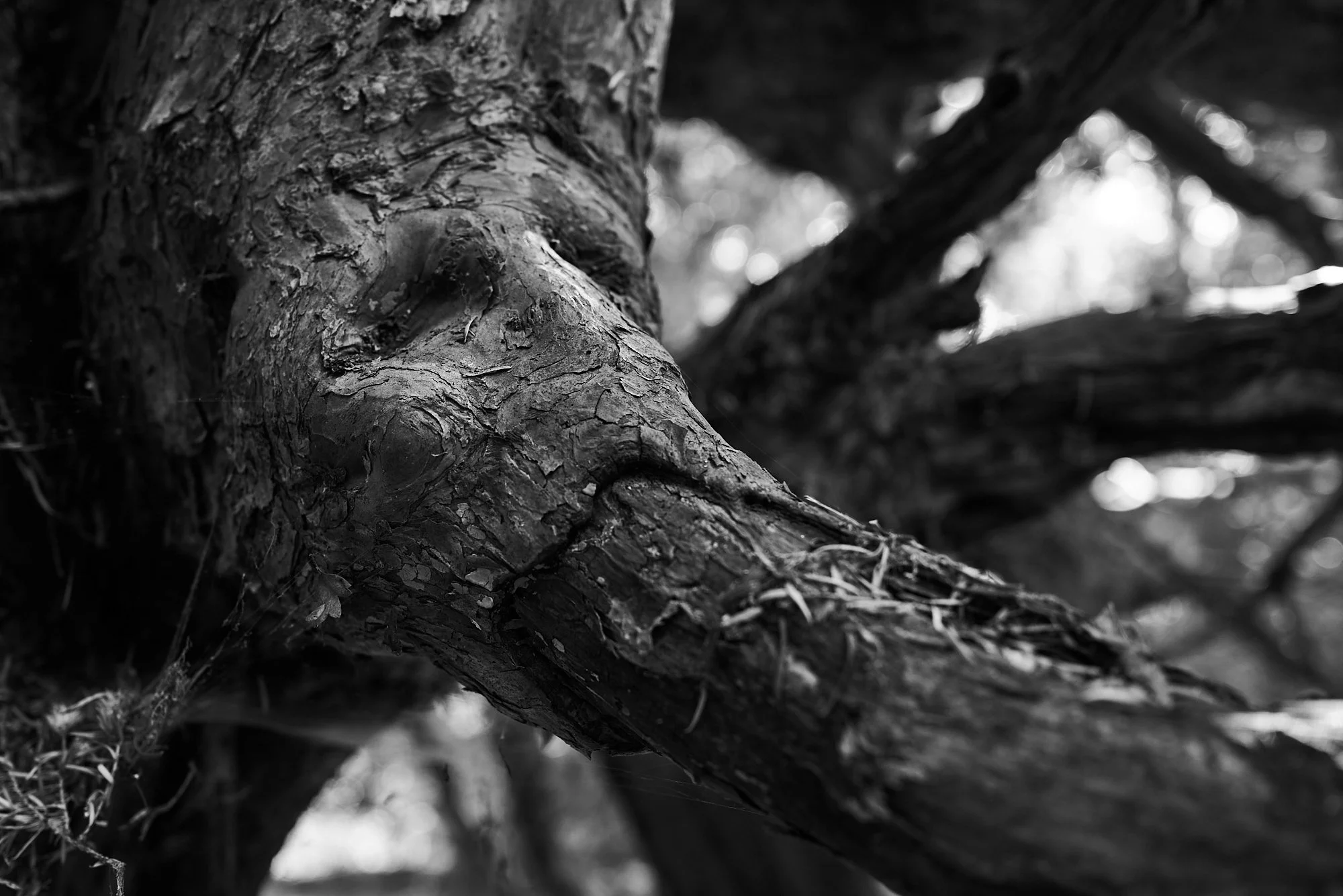 Yews 5.jpg