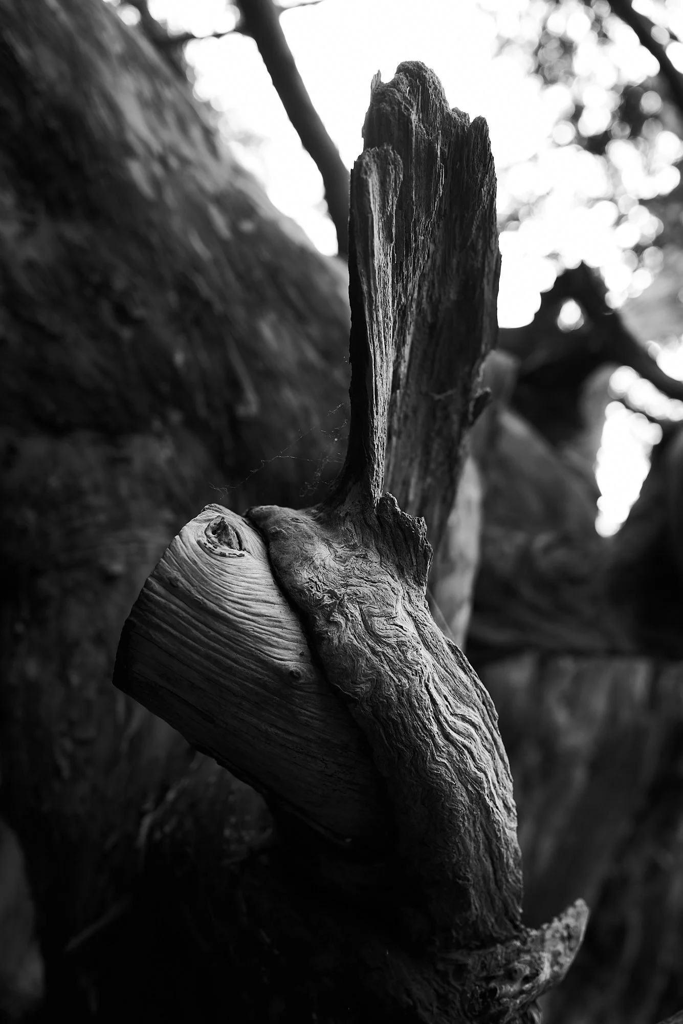 Birds Wing 