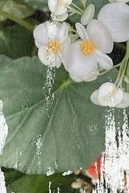 Eva Engel, Plant Study #1, image transfer from photography, 8” x 5”, 2023