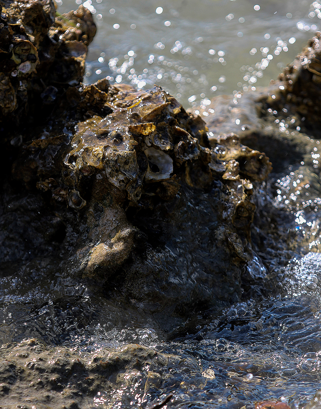 Eva Engel, Admiring Light Dance #7,  Canon EOS Rebel T7, 2026