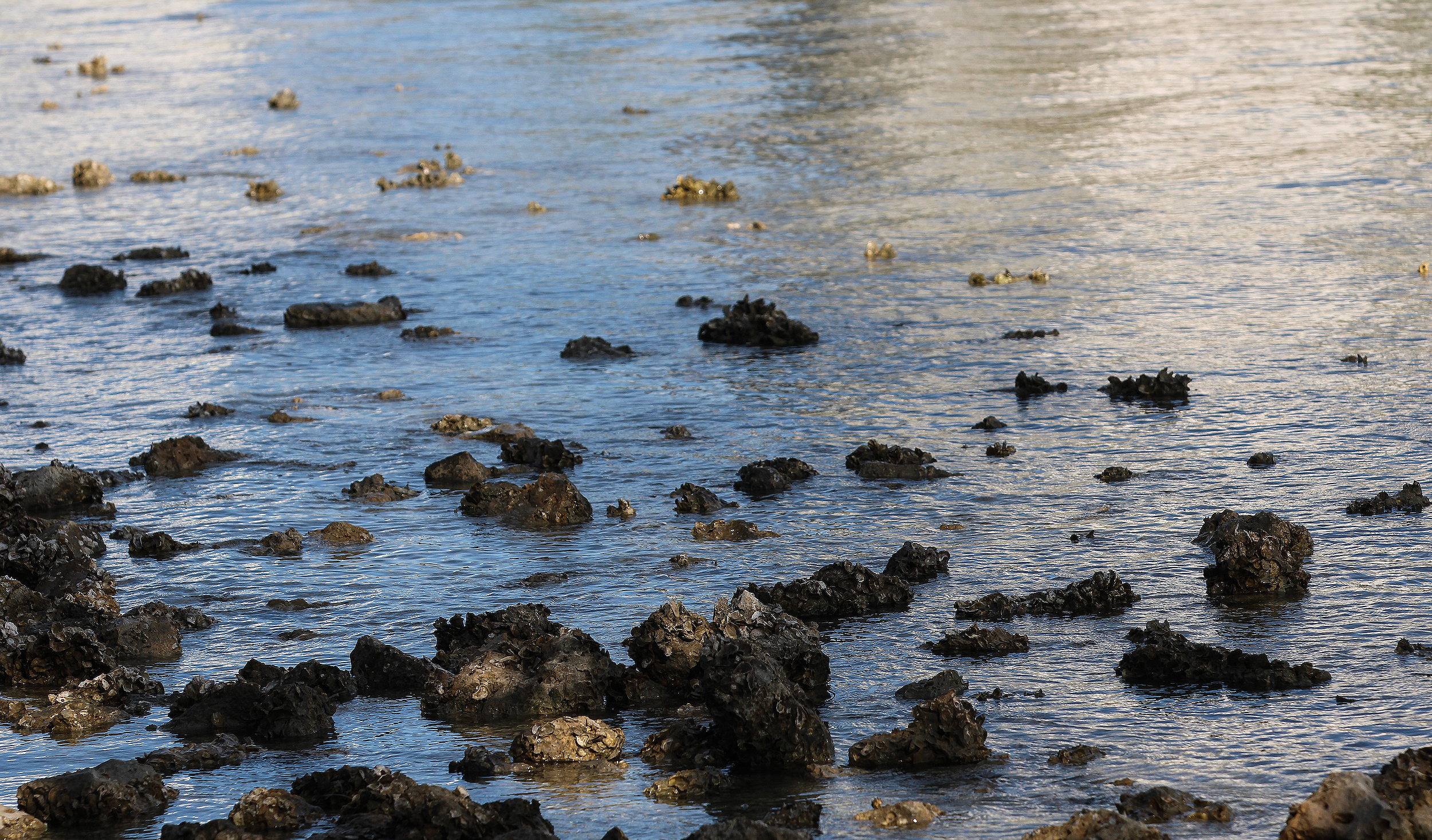 Eva Engel, Admiring Light Dance #2,  Canon EOS Rebel T7, 2026
