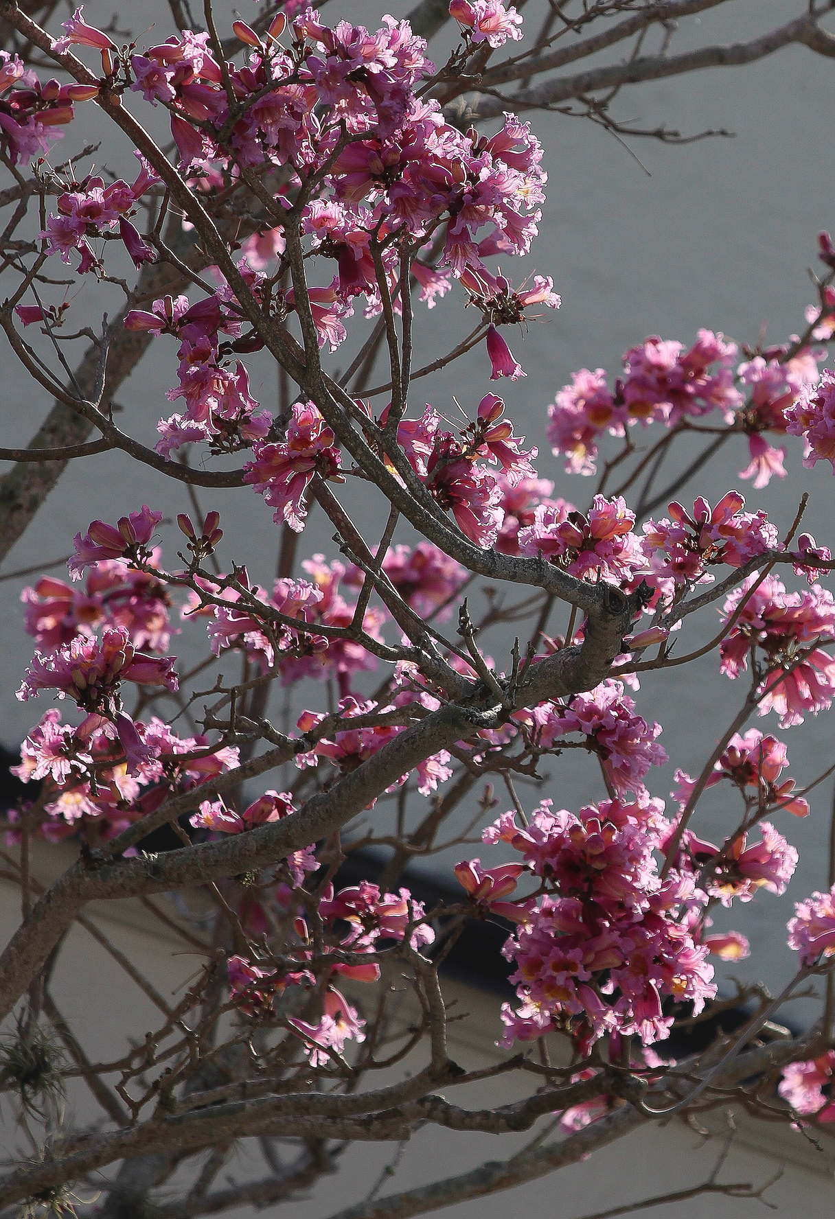 Eva Engel, Admiring Light Dance #3,  Canon EOS Rebel T7, 2026