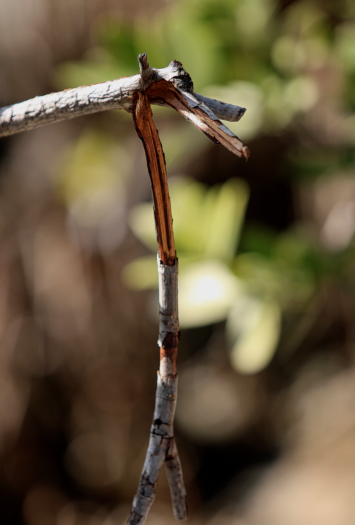 Eva Engel, Admiring Light Dance #5,  Canon EOS Rebel T7, 2026