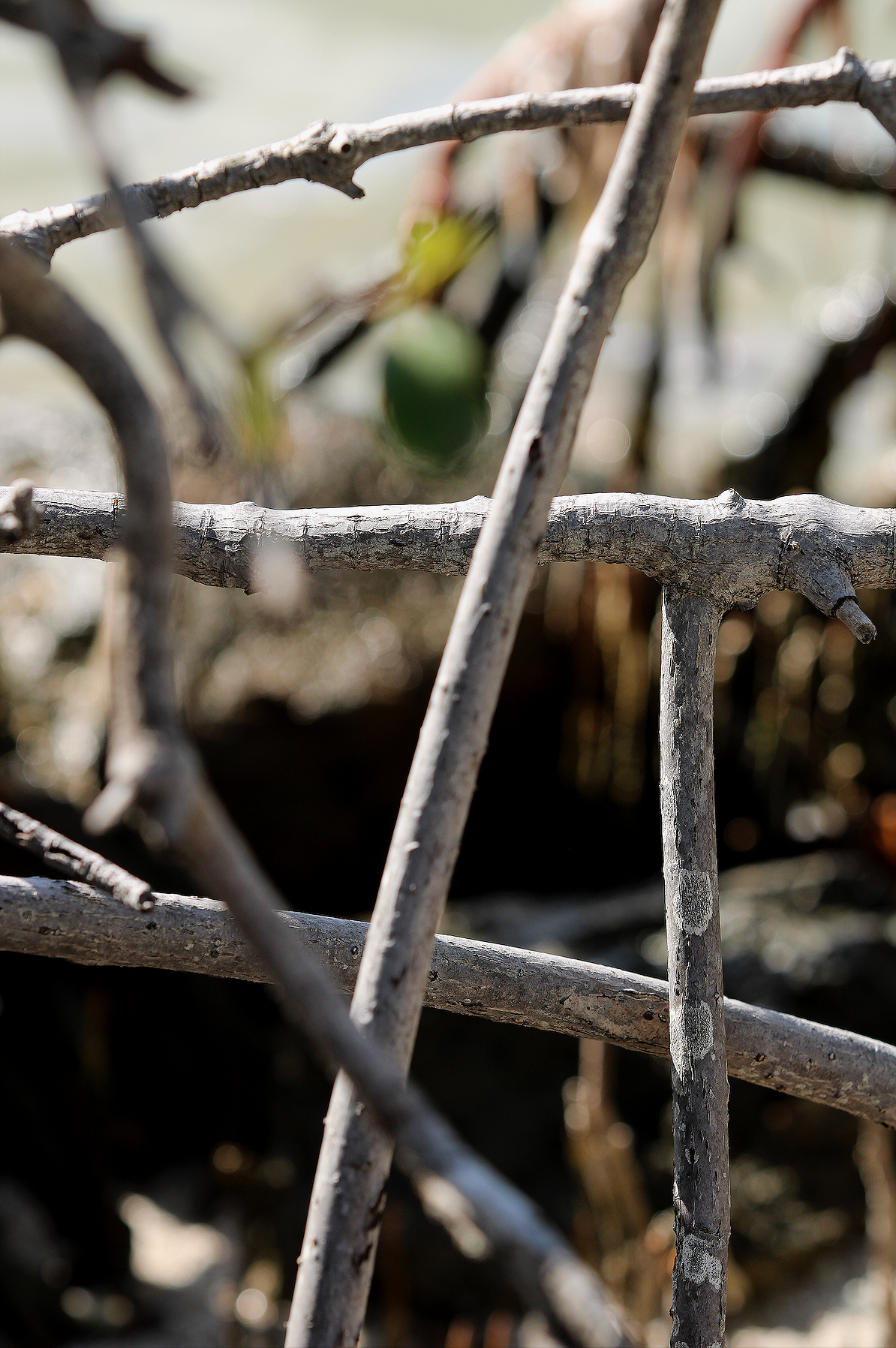 Eva Engel, Admiring Light Dance #6,  Canon EOS Rebel T7, 2026