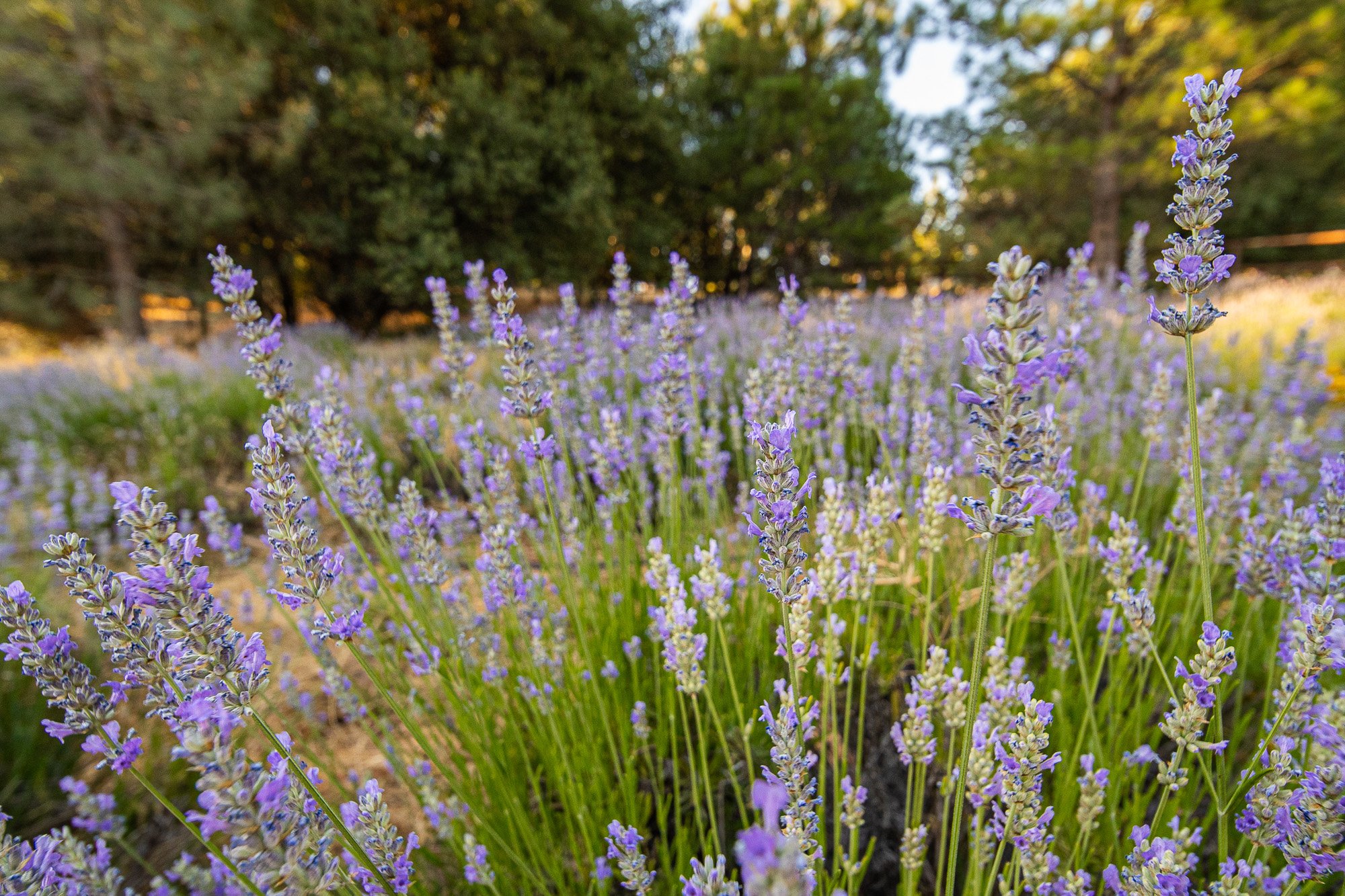 Lavender field with blooming purple flowers and green stems in a natural setting with trees in the background.