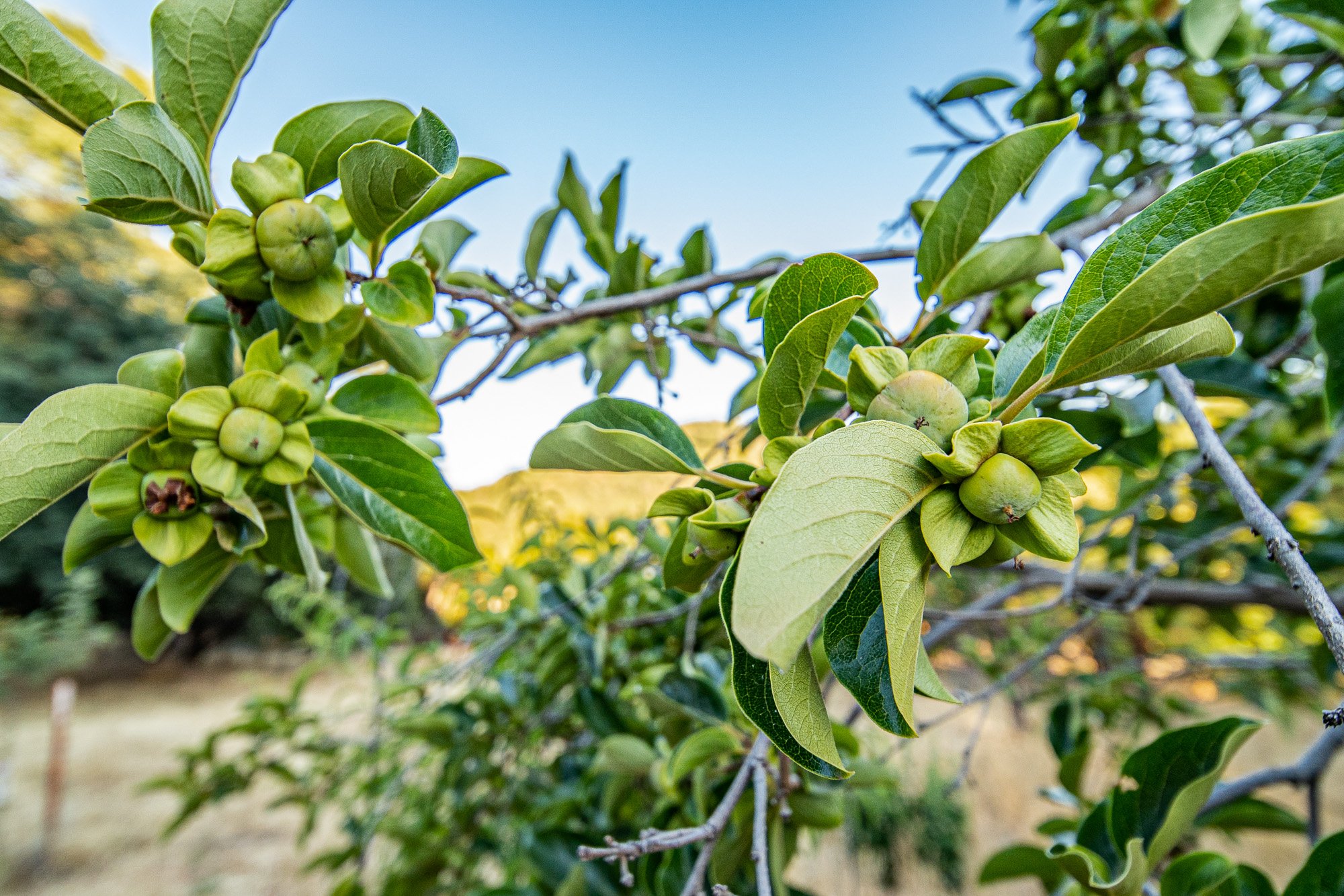 Green persimmon fruits on a branch with leaves.