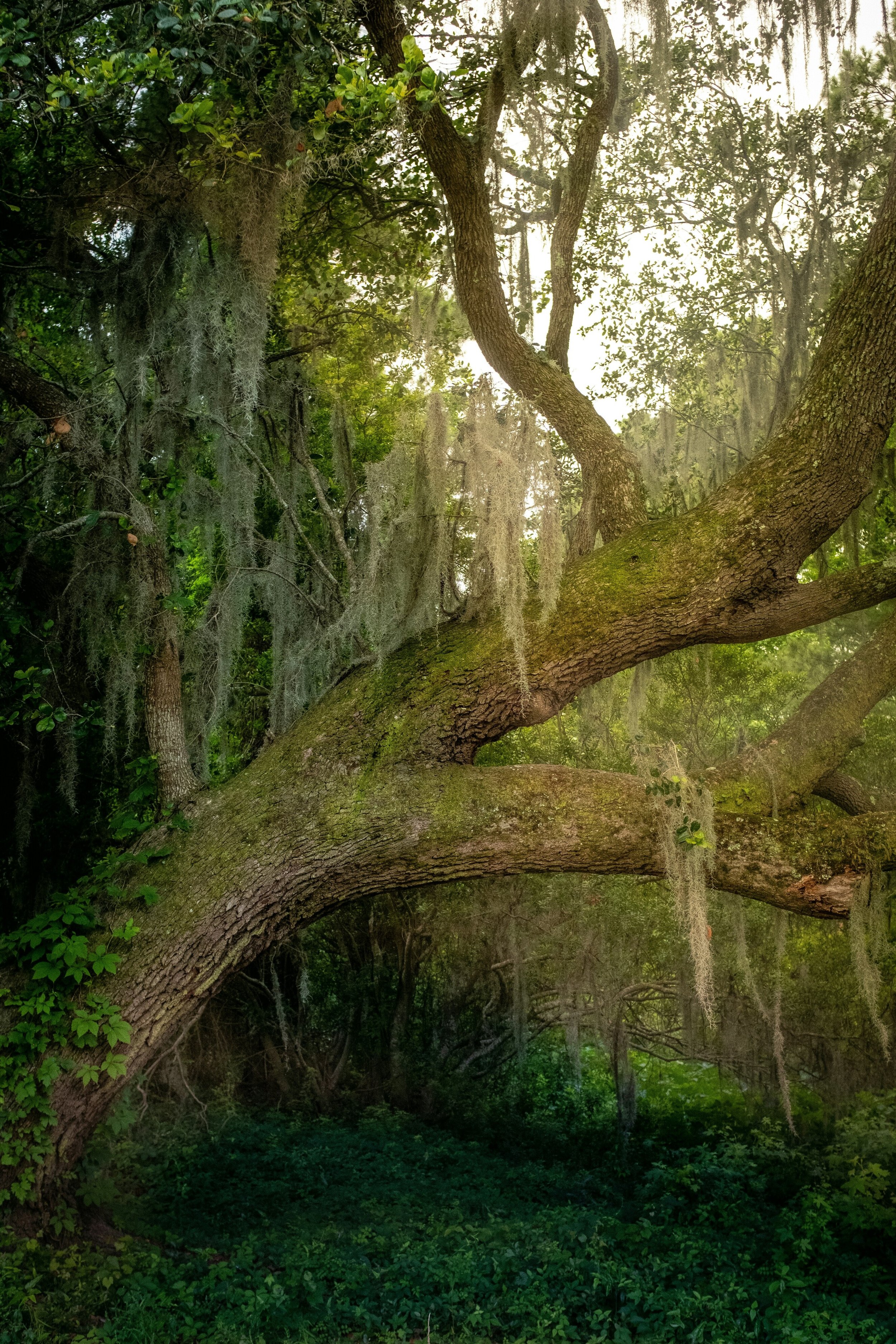 A large, moss-covered tree with sprawling branches in a dense, green forest with hanging Spanish moss and lush vegetation.