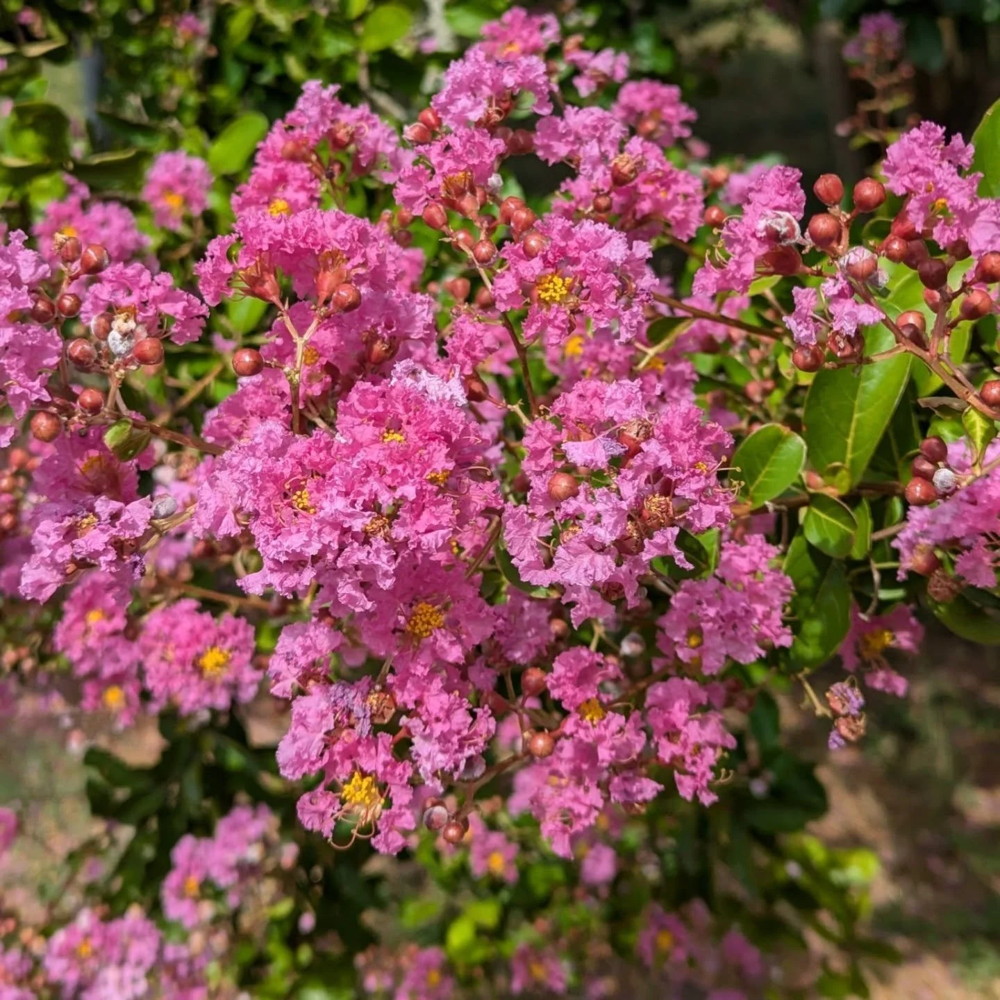 Here some flash I've been working on lately!!

#Lethbridge #lethbridgealberta #tattoo #tattooidea #tattooapprentice #tattoolethbridge #yqlsmallbusiness #yql #yqltattoo
Tattoo done using
@dynamiccolor @fytsupplies @goodguysupply