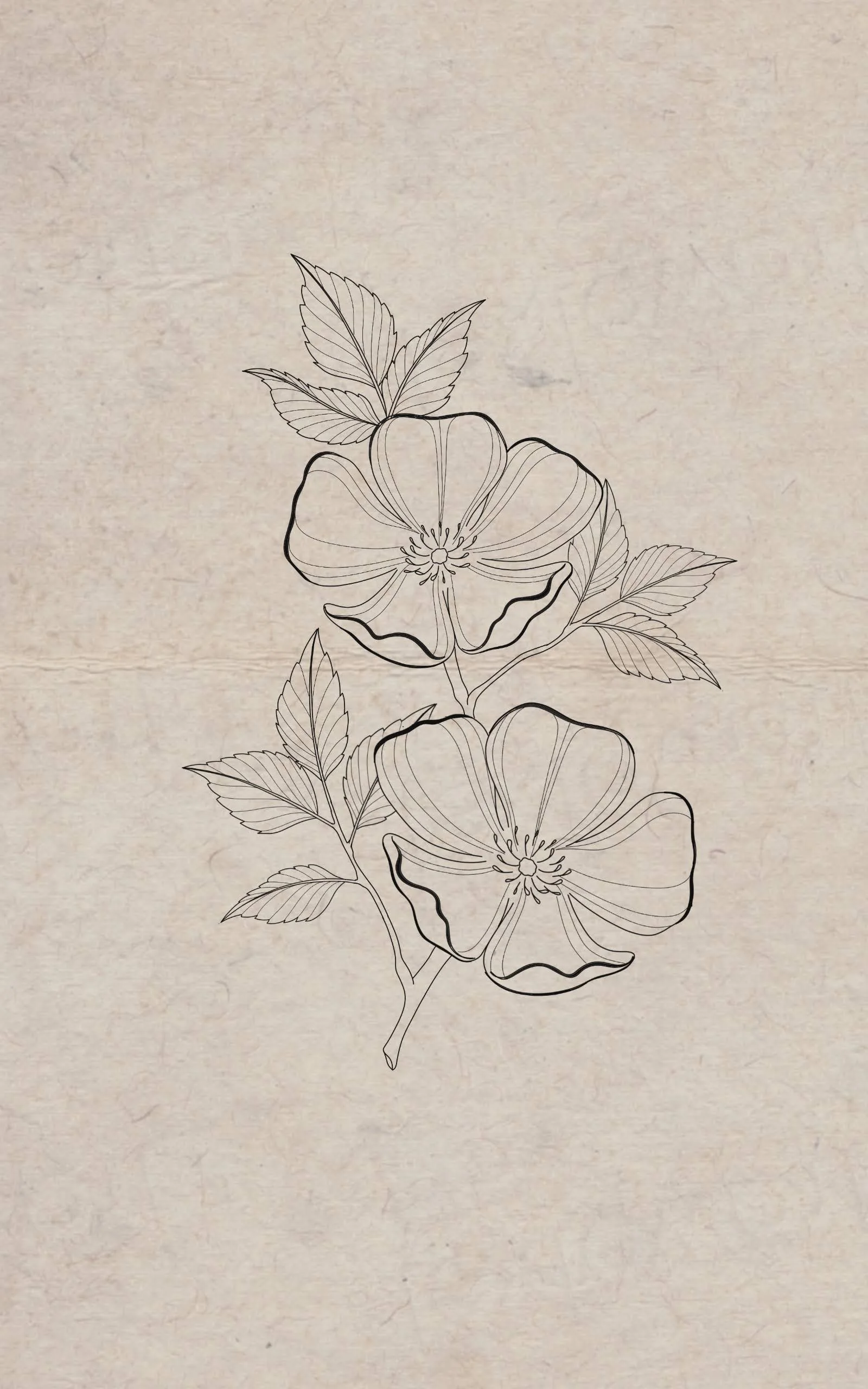 Line drawing of a flowering plant with two blooms and multiple serrated leaves, on a beige textured background.