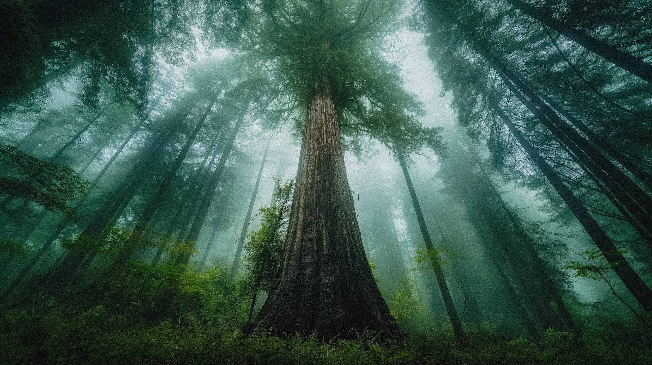 Beneath Redwood Trees