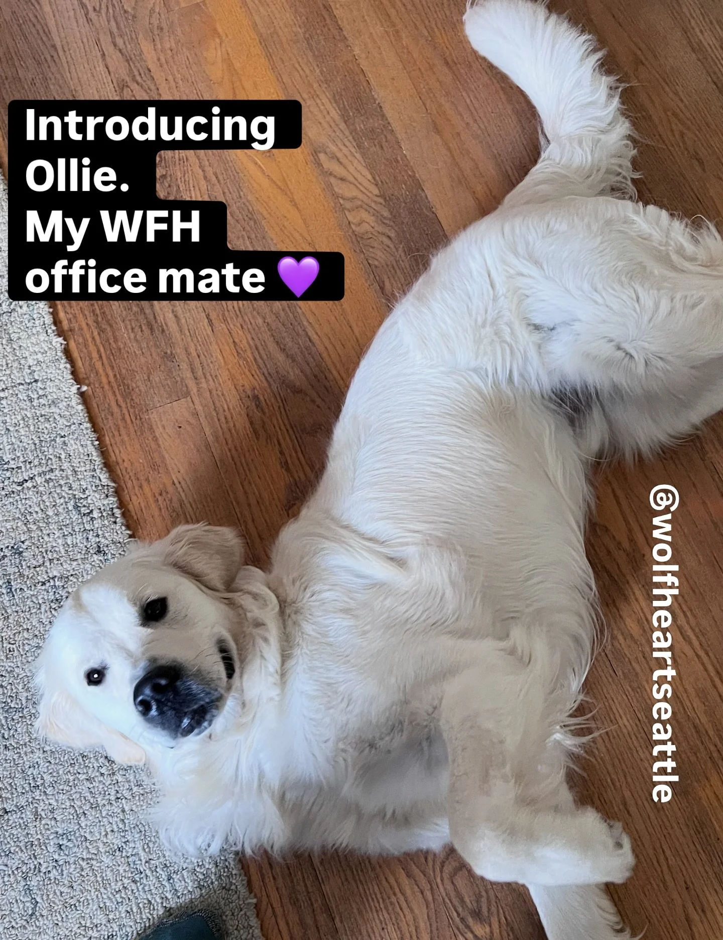 Meet Ollie, the official Wolf Heart Counseling dog. Ollie does important work in our home office, like modeling Rest as Resistance and total embodiment. He&rsquo;s does an amazing job of supporting me supporting you. Good boy, Ollie!

#therapydog
#ea