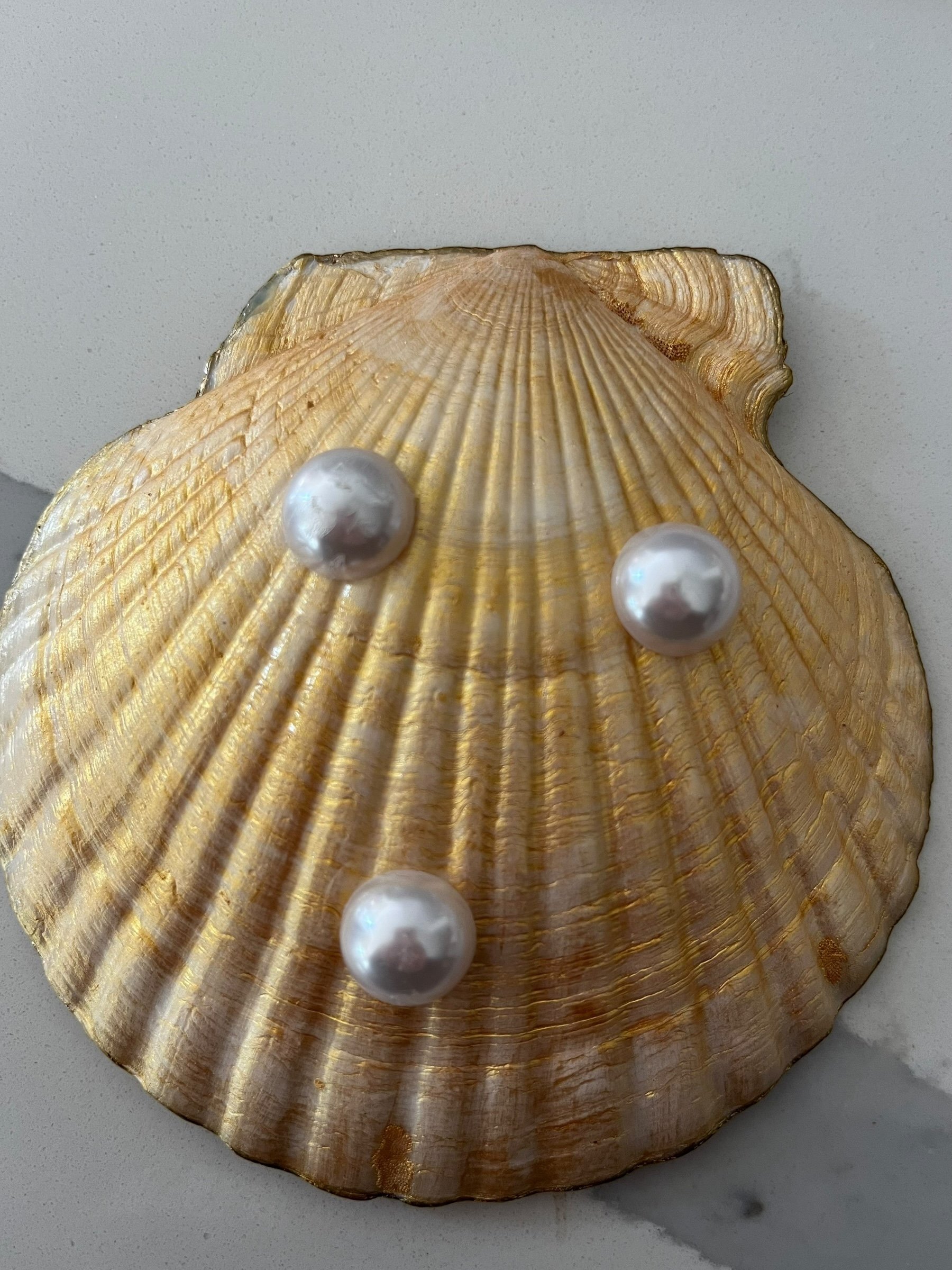 Blue and Gold and Scarlet Macaw Decorative Shell Bottom