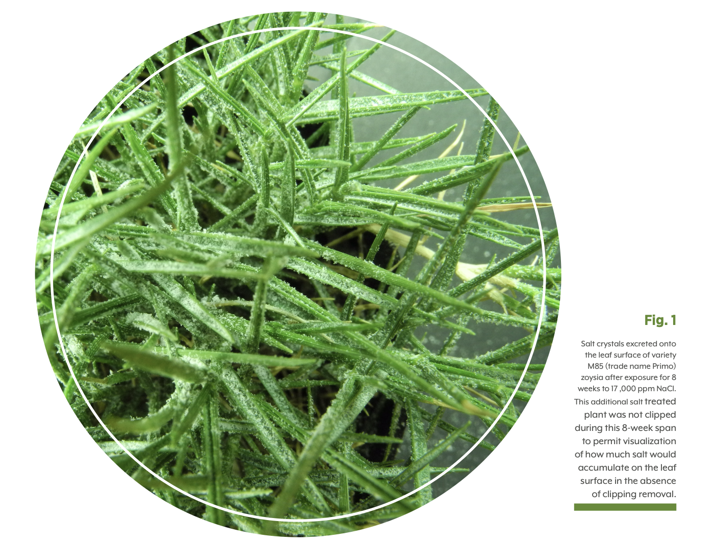 New Zoysia Varieties Offer Enhanced Ability to Extract Salt from Soil and Water