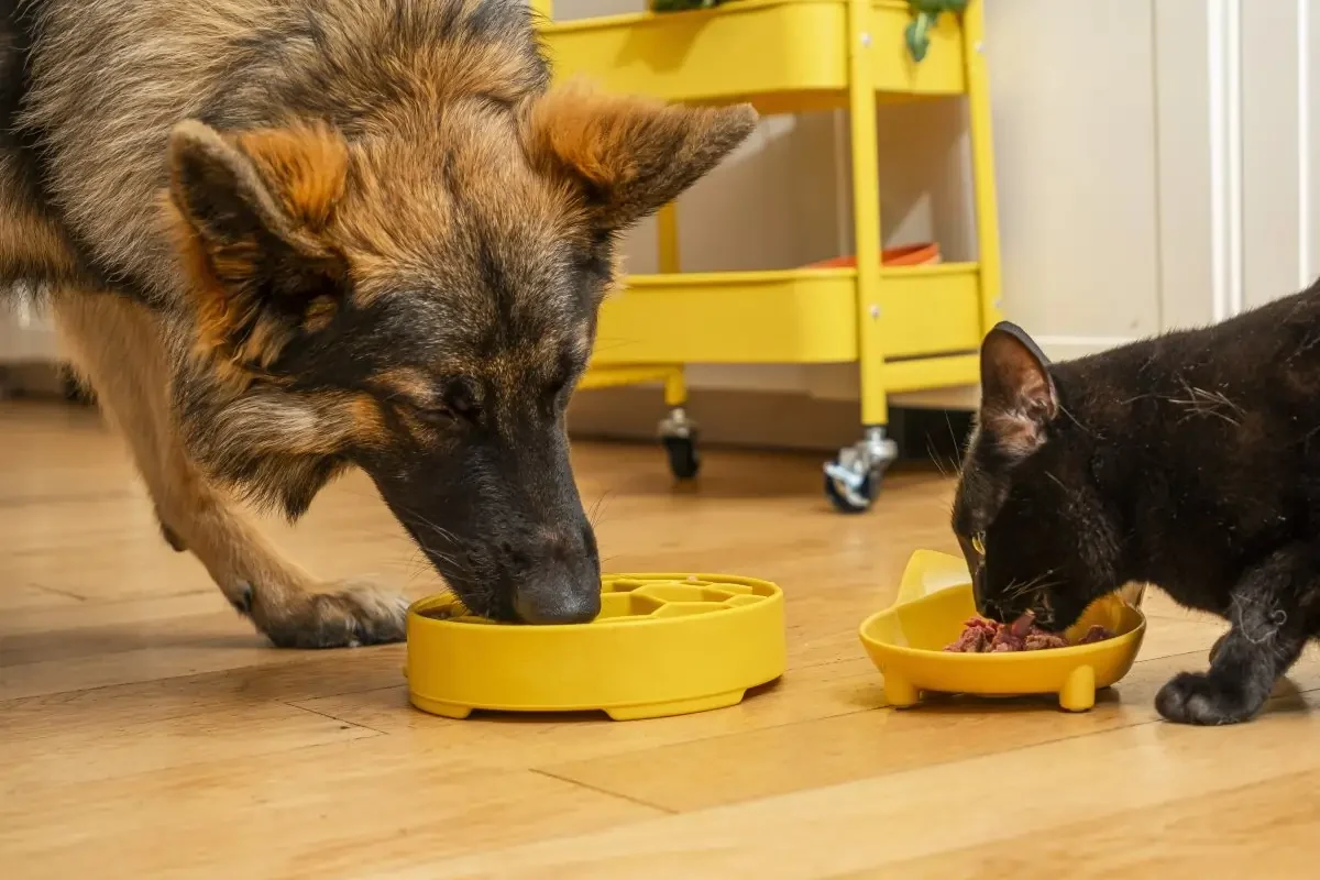 A German shepherd and a black cat eating from separate yellow bowls on a wooden floor.