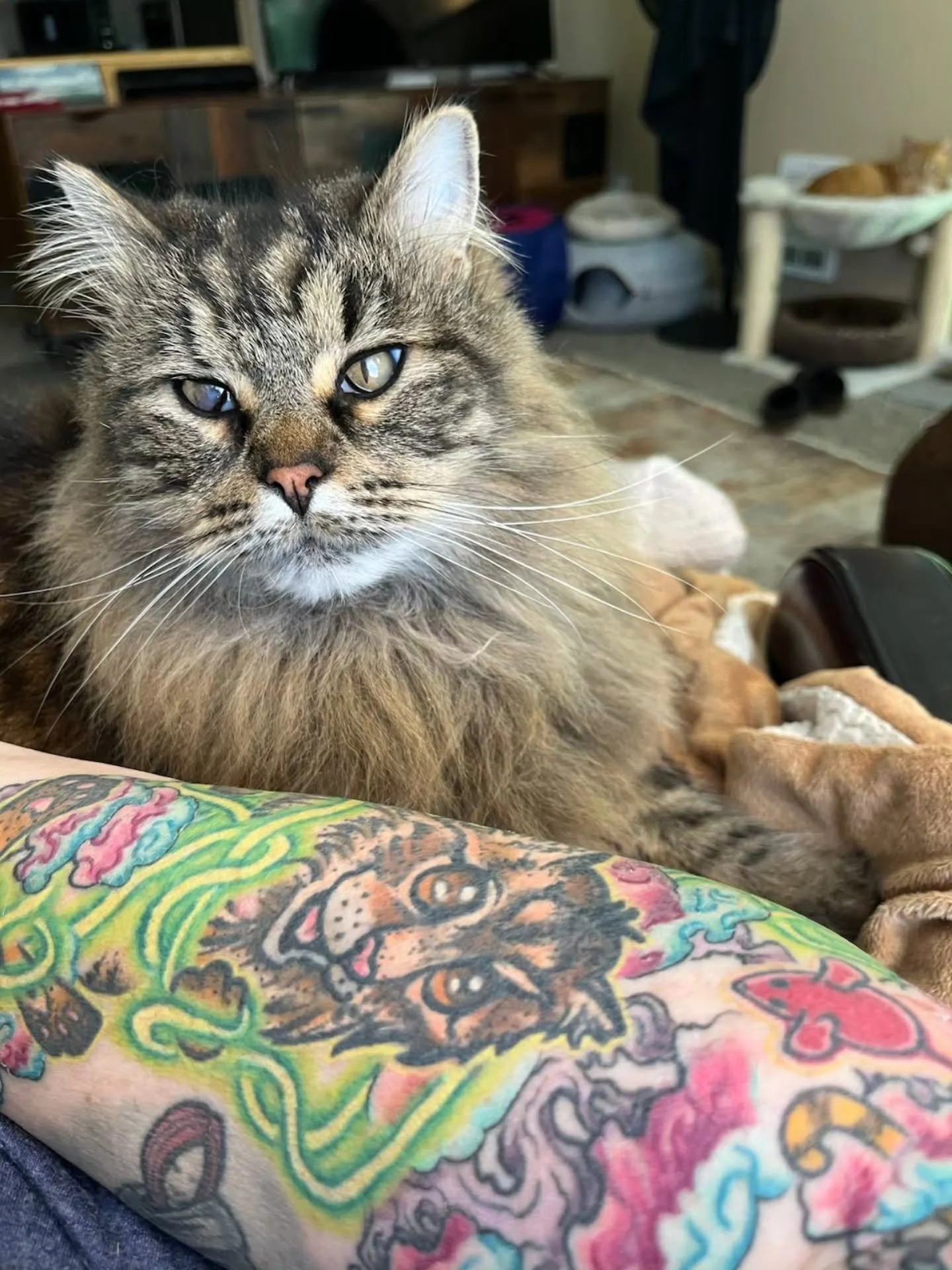 My amazing client, Sheryl, sent me each of her cats posing with their portrait!

Meet Fwuf, Idee and Rufus 😻😻😻

#catportrait #cattattoo #cats #dennys #sleevetattoo