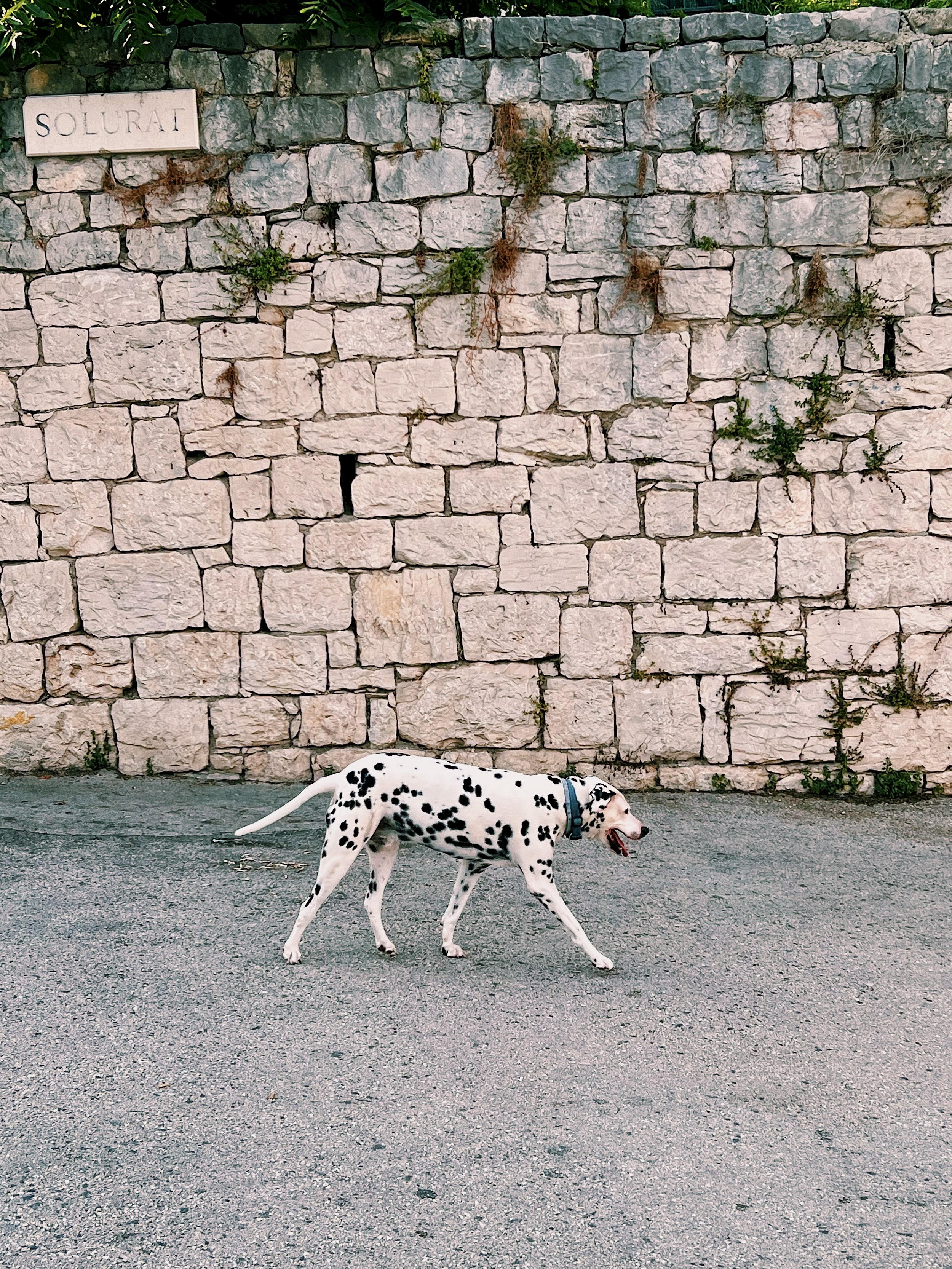Dalmatians in Dalmatia