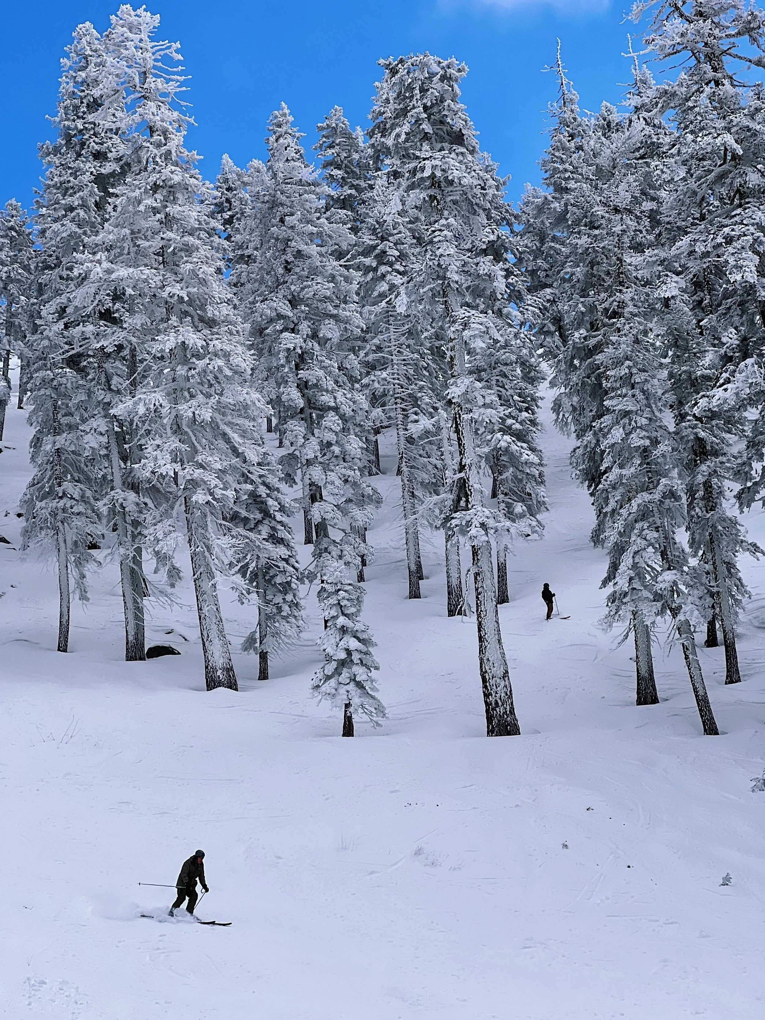 Diamond Peak Treetops