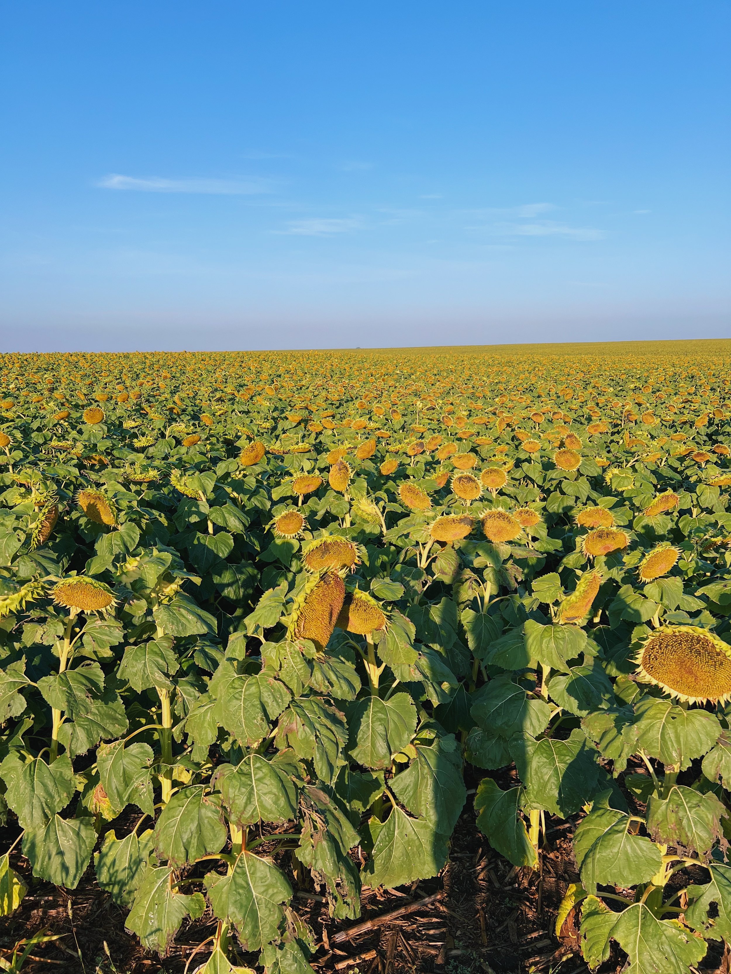 Sunflower Fields