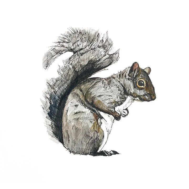 squirrel.jpg