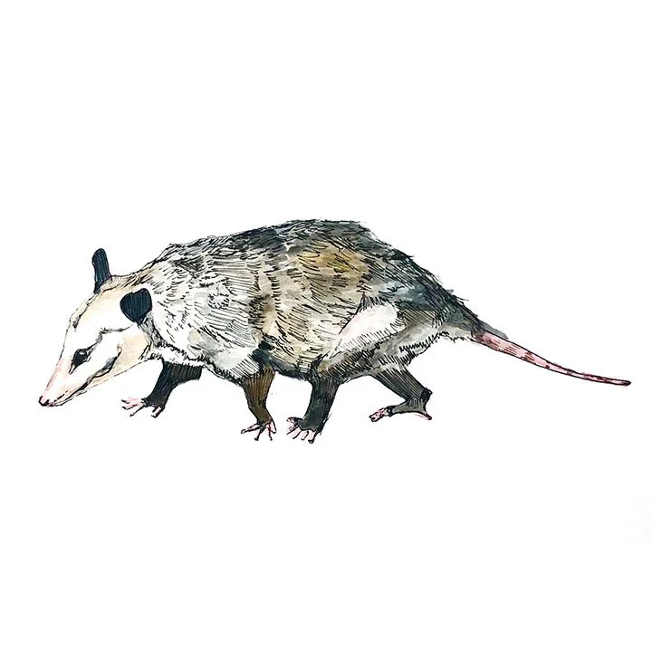 opossum.jpg