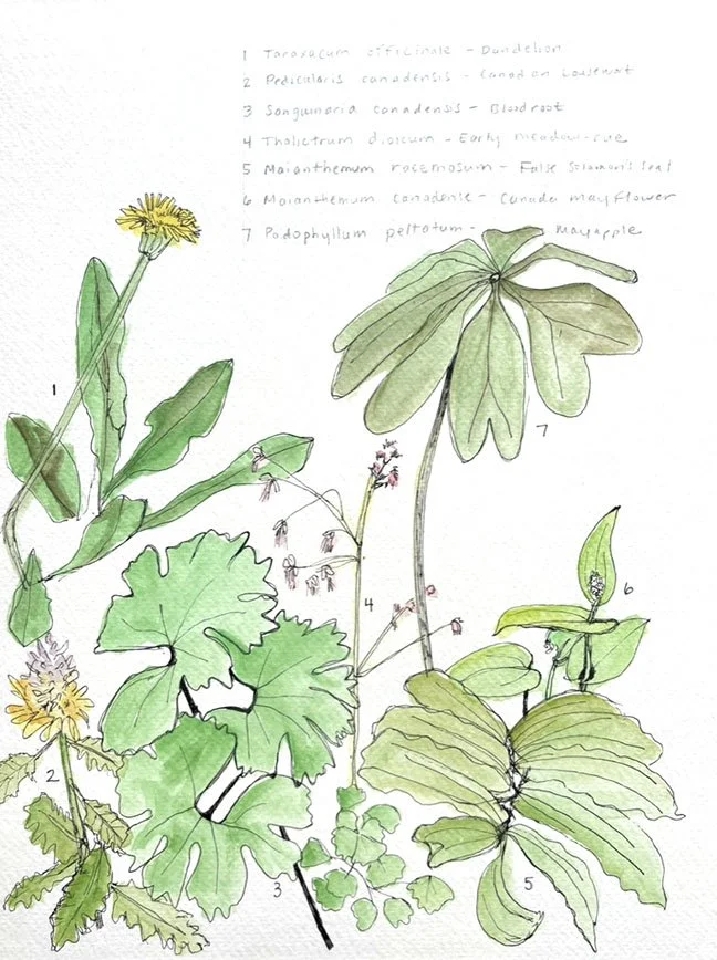 botanical.jpg