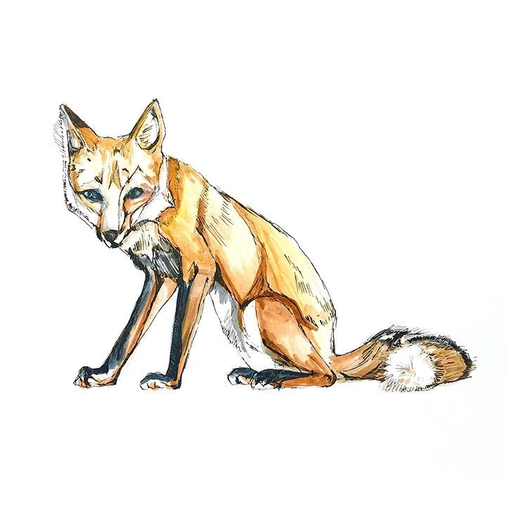 fox.jpg