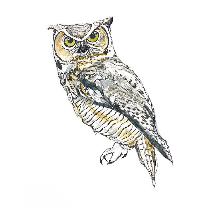 owl.jpg