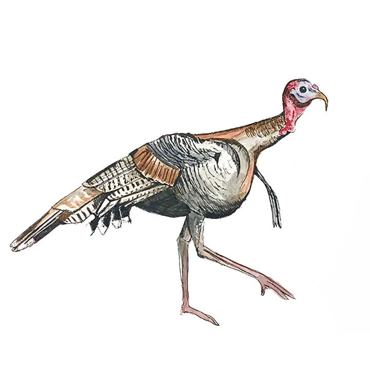 turkey.jpg