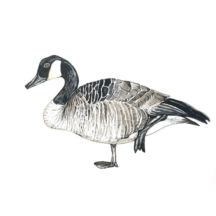 goose.jpg