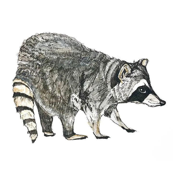 raccoon.jpg