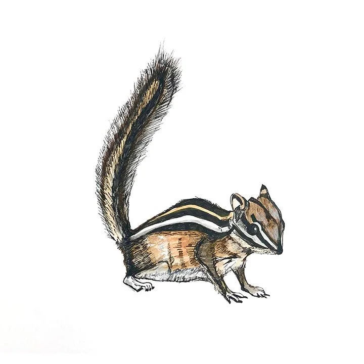 chipmunk.jpg