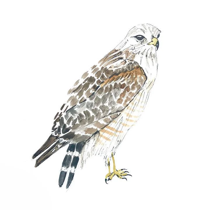 hawk.jpg